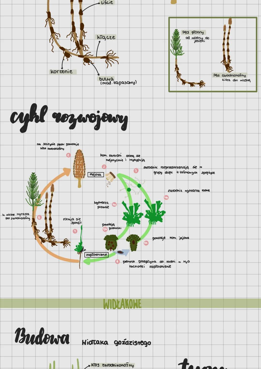# Paprotniki
takson paprotnikón
paprocionce
Skrzyponce
widtonce
## CECHY PAPROTNIKÓW
* netemorficzna przemiana pοκοική
dominuje pokole