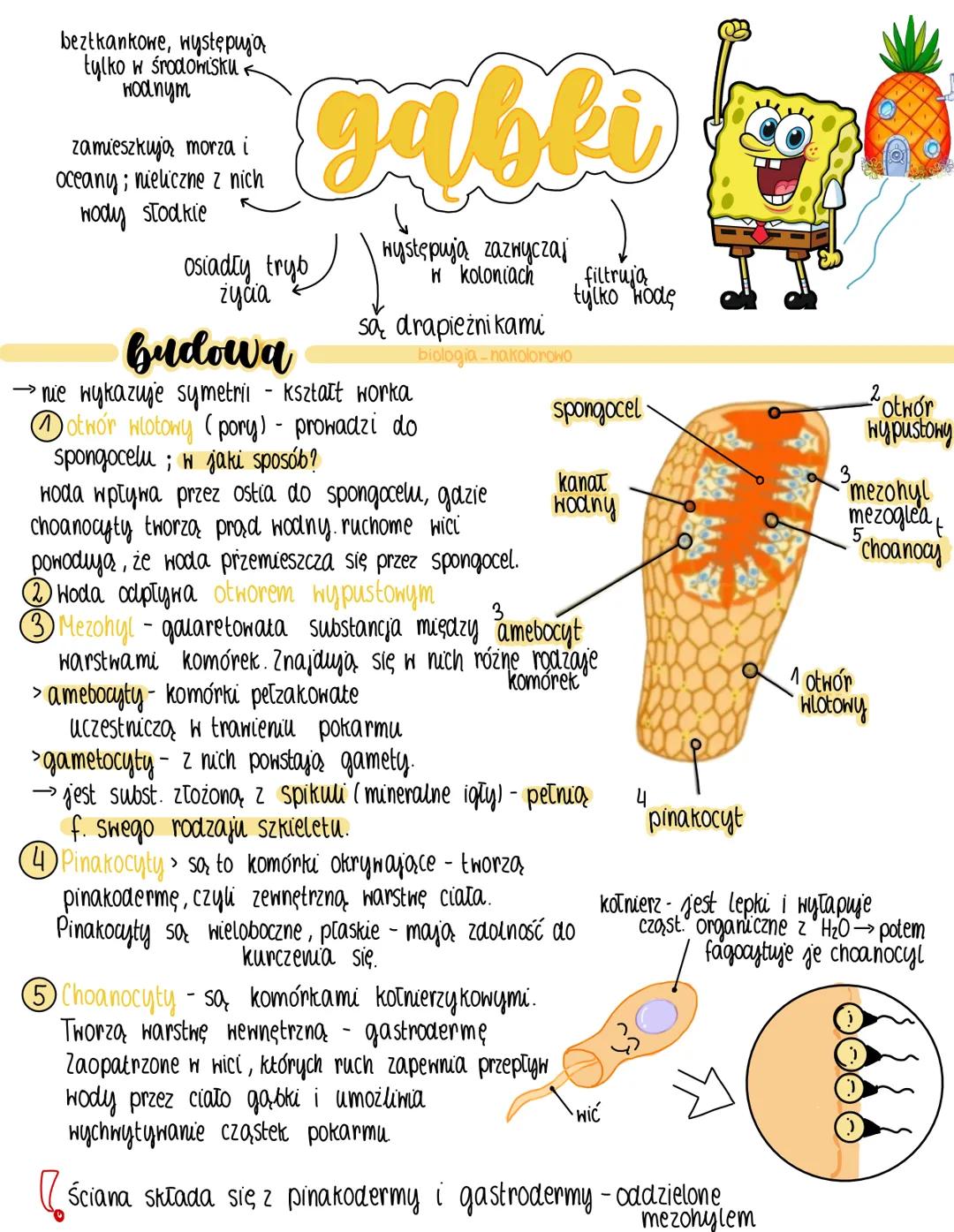 beztkankowe, występują
tylko w środowisku
нохпут
zamieszkują morza i
oceany; nieliczne z nich
wody słodkie
gabki
osiadty tryb
życia
budo