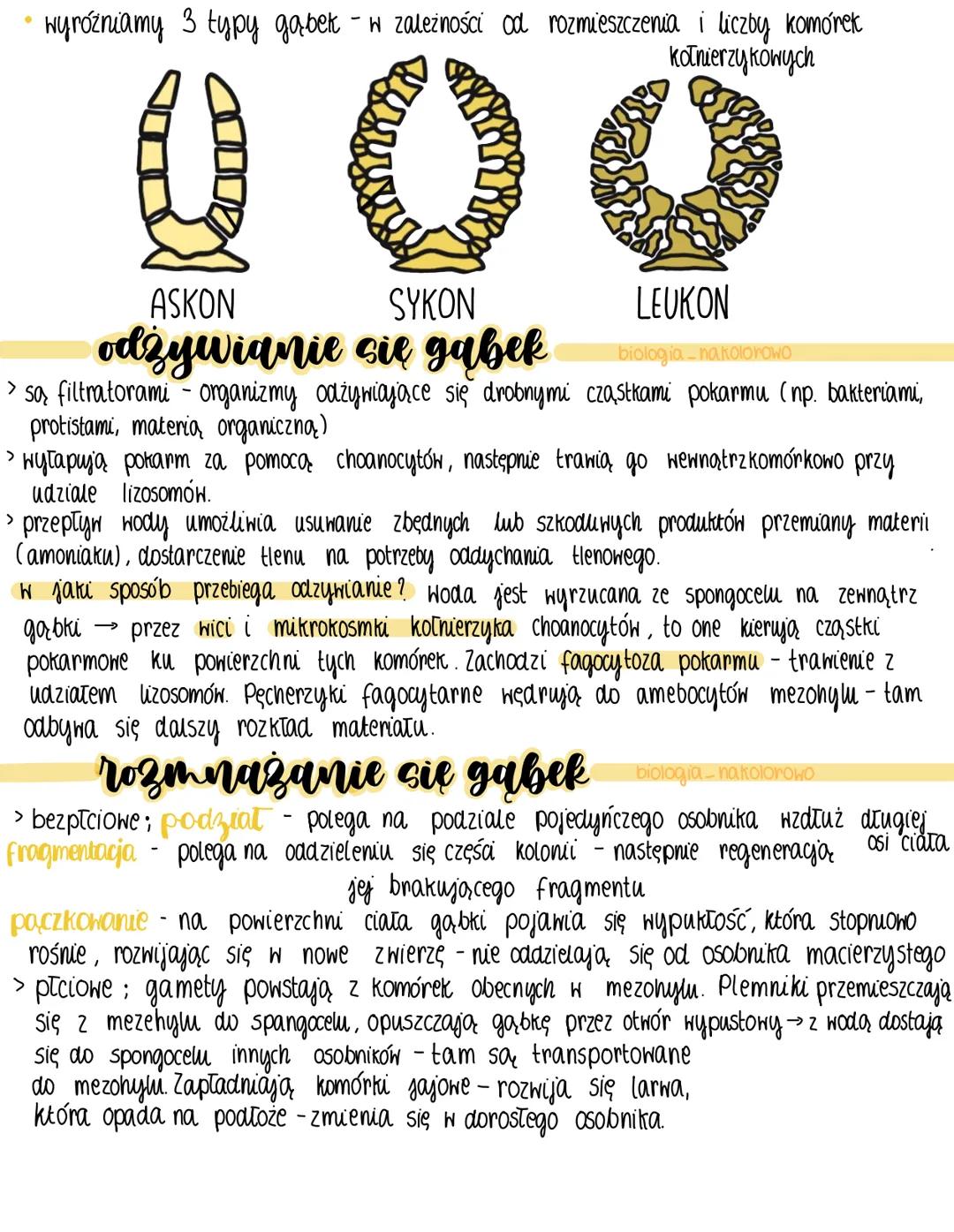 beztkankowe, występują
tylko w środowisku
нохпут
zamieszkują morza i
oceany; nieliczne z nich
wody słodkie
gabki
osiadty tryb
życia
budo