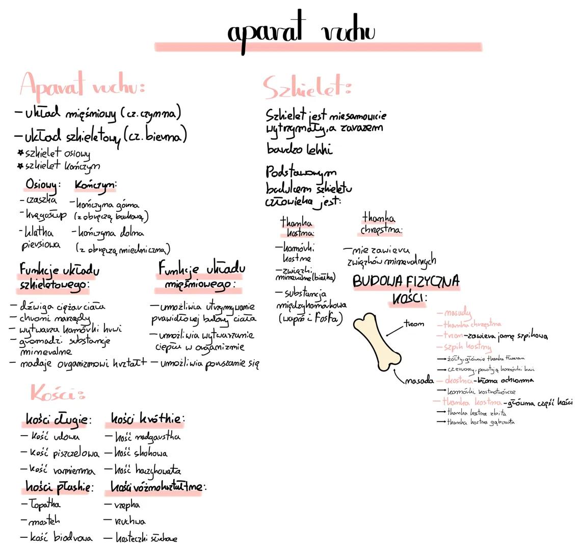Aparat wchu:
-układ mięśniowy (cz.czymna)
-układ szkieletowy (cz. bievma)
*szkielet osiowy
*szkielet kończym
Osiowy: Kończym
aparat vudhu
Sz