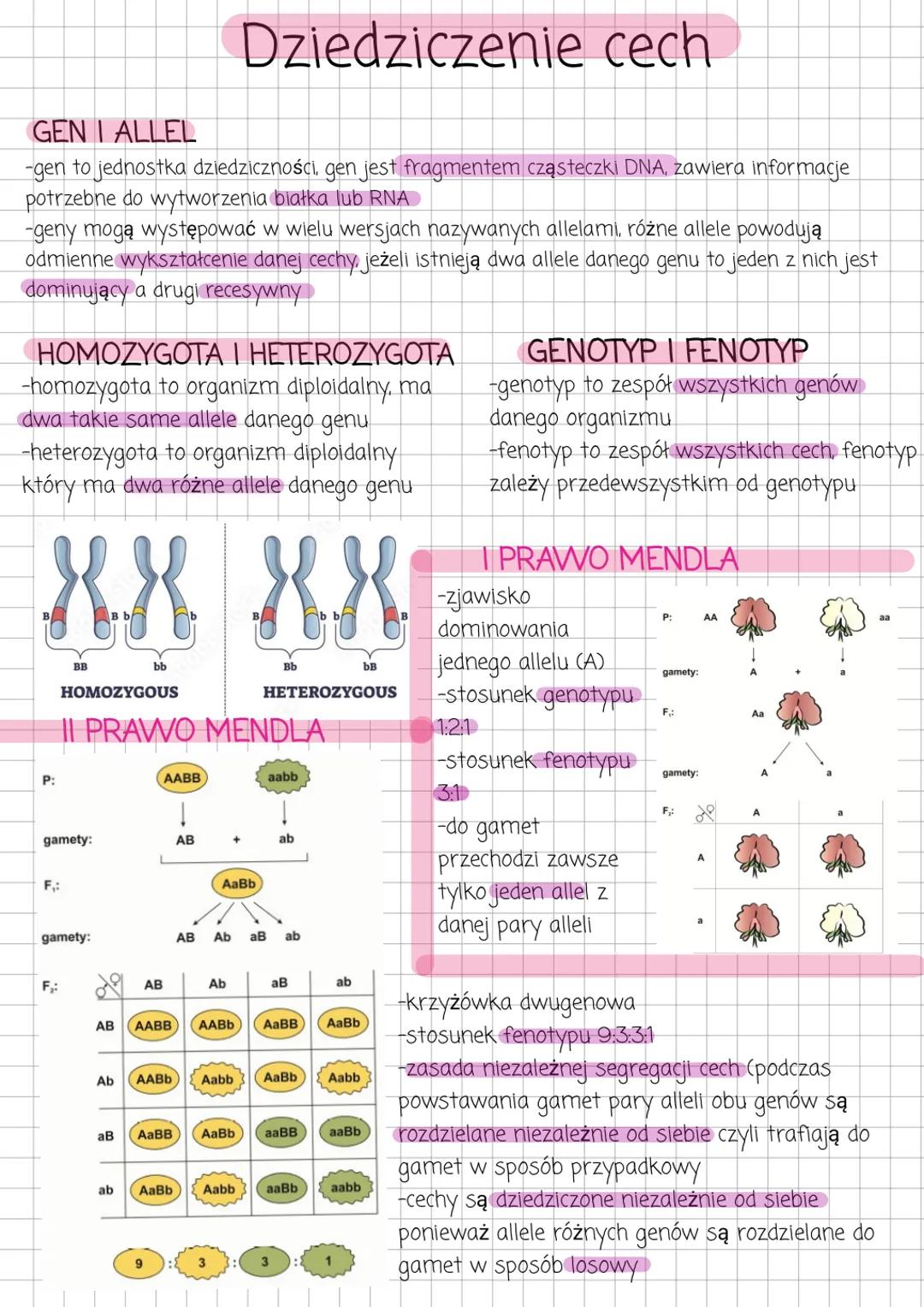 # Dziedziczenie cech
GEN I ALLEL
-gen to jednostka dziedziczności, gen jest fragmentem cząsteczki DNA, zawiera informacje
potrzebne do wytw