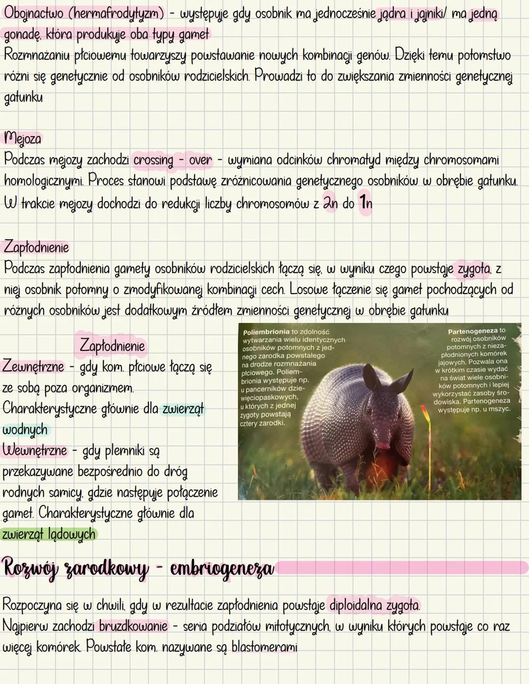 # Rozmnażanie i rozwój u zwierząt
## Rozmnażanie bezpłciowe
- Odbywa się bez udziału gamet
- Nie dochodzi w nim do powstania nowych kombin