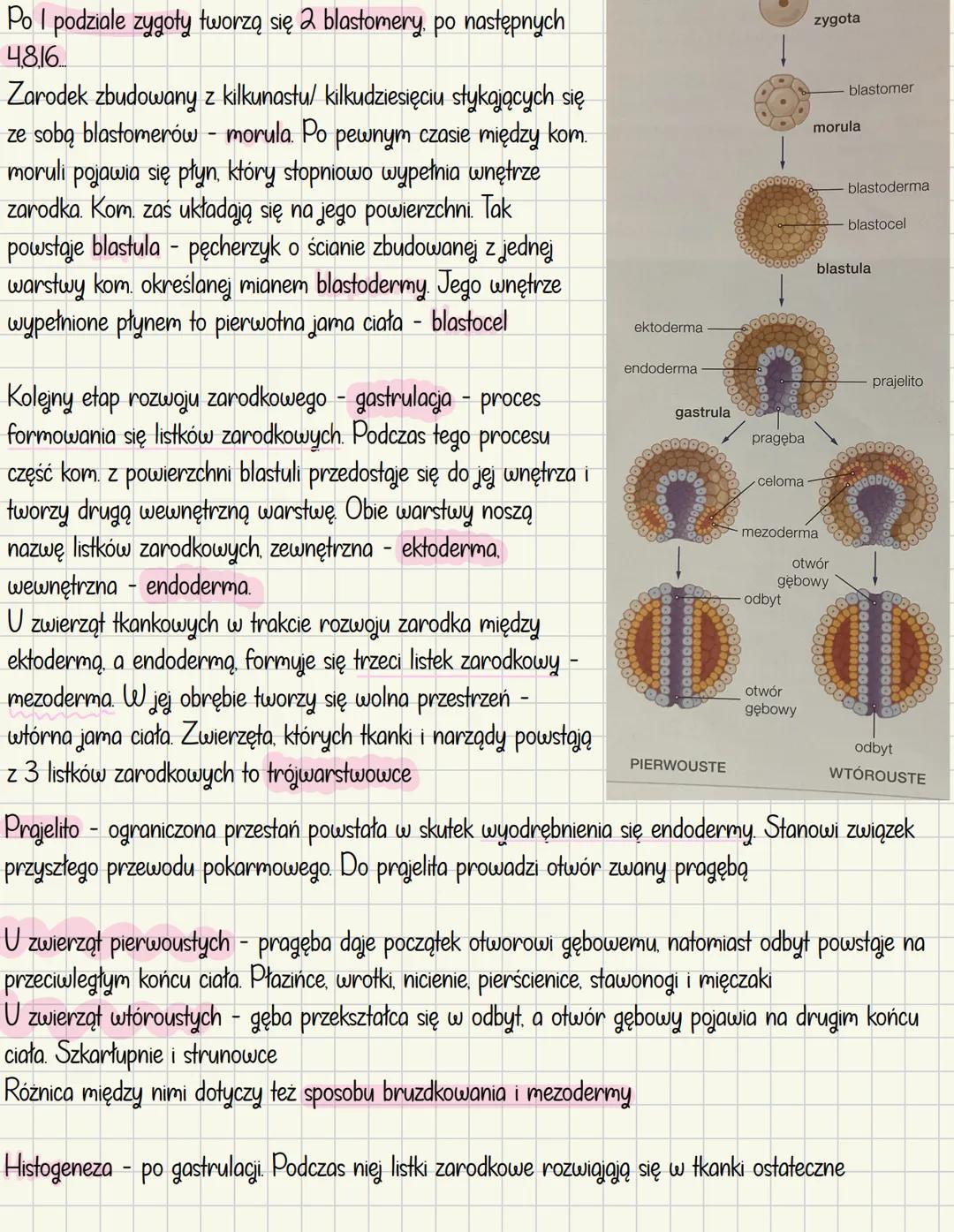 # Rozmnażanie i rozwój u zwierząt
## Rozmnażanie bezpłciowe
- Odbywa się bez udziału gamet
- Nie dochodzi w nim do powstania nowych kombin