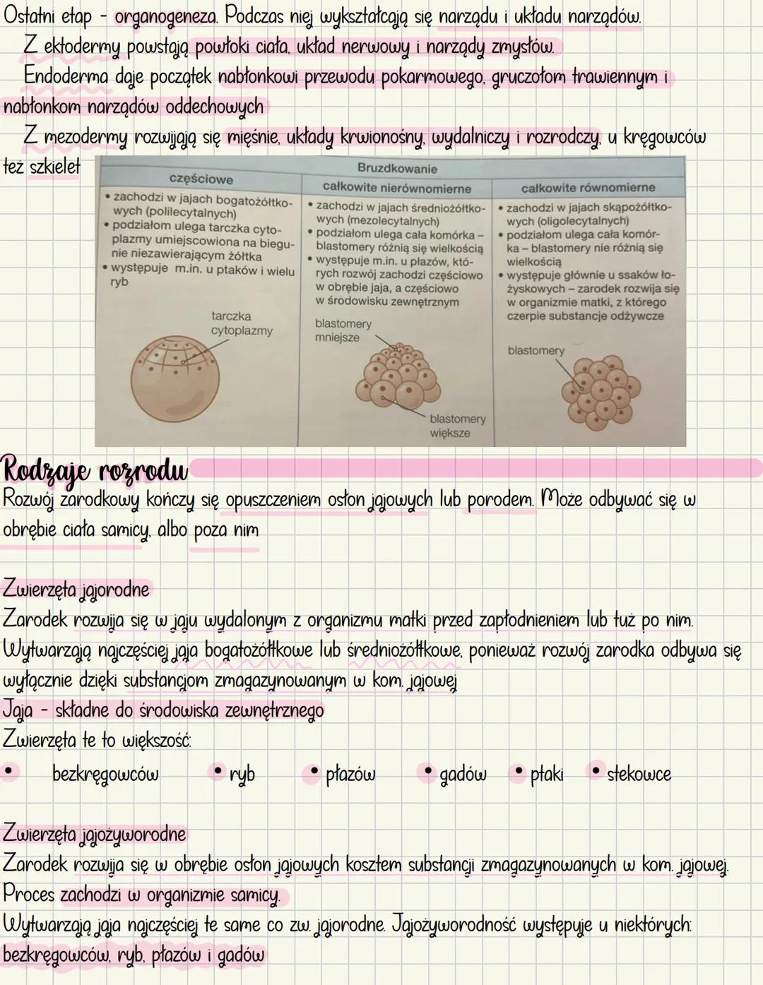 # Rozmnażanie i rozwój u zwierząt
## Rozmnażanie bezpłciowe
- Odbywa się bez udziału gamet
- Nie dochodzi w nim do powstania nowych kombin