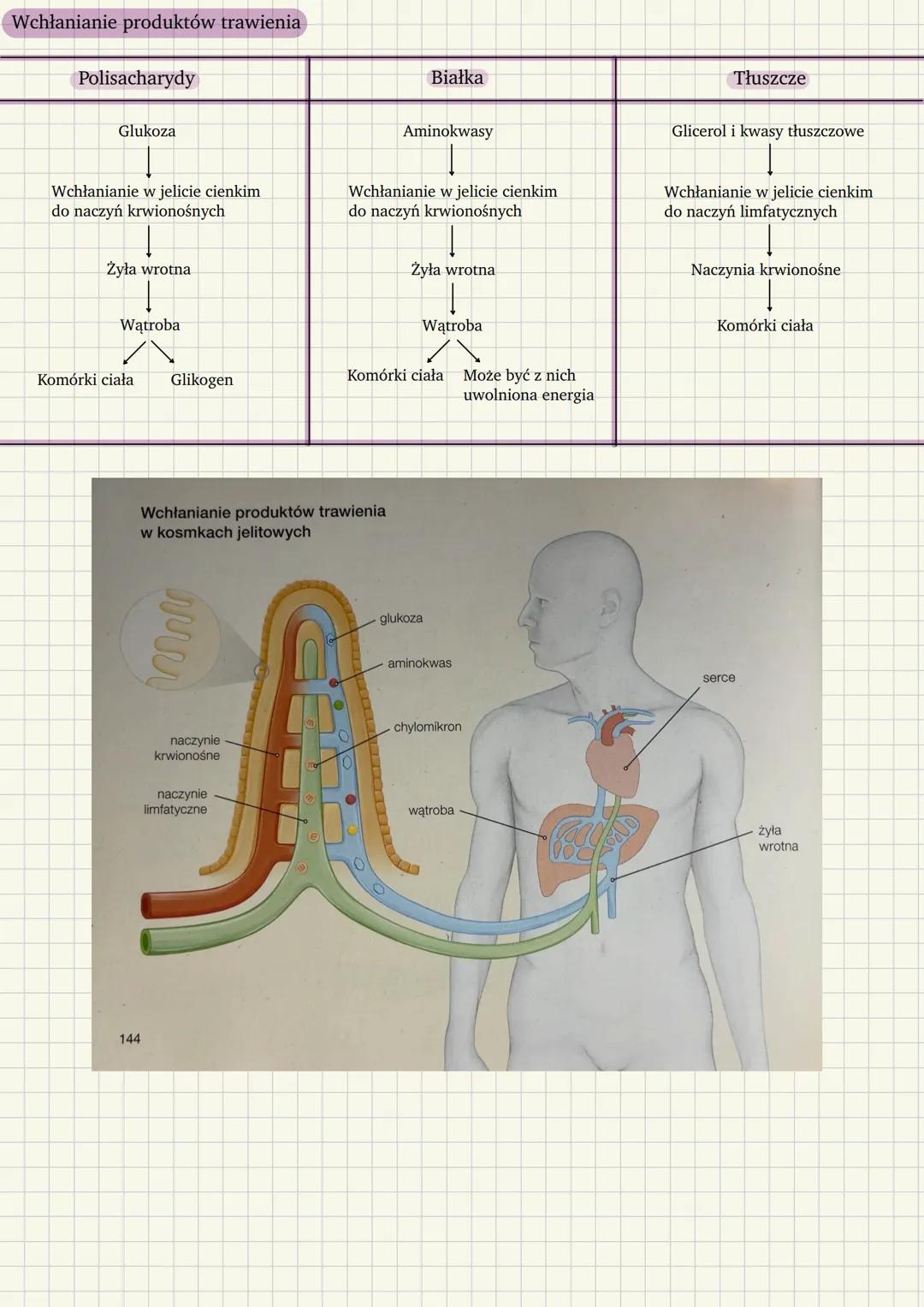 # Procesy trawienia i wchłaniania
Trawienie pokarmu polega na rozkładzie złożonych związków organicznych, będących składnikami pokarmu, do