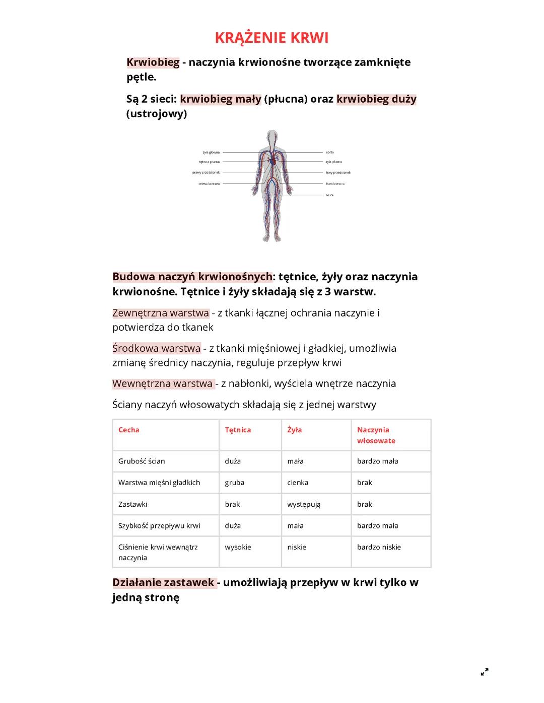 Krążenie krwi klasa 7