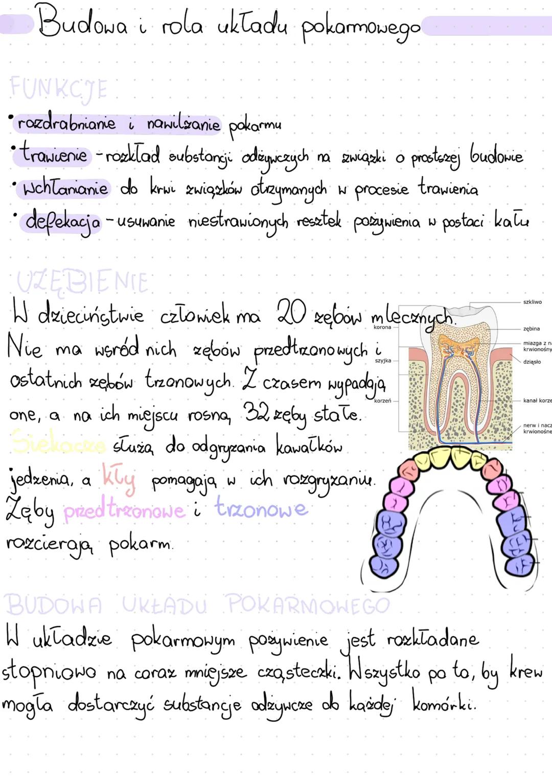 raktad pokarmowy
Białka, węglowodany i tłuszcze
BIAŁKA
• są materiałem budulcowym komórki - białka: budulcowe
•
Payspieszają przebieg reakcj