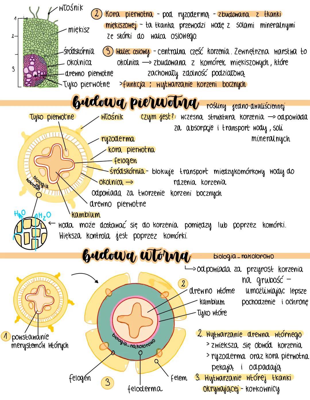 # korzeń
funkcje
*pobieranie wody i soli mineralnych
• utrzymywanie rośliny w podłożu
rodzaje
1) system korzeniowy wiązkowy
> BRAK korzen