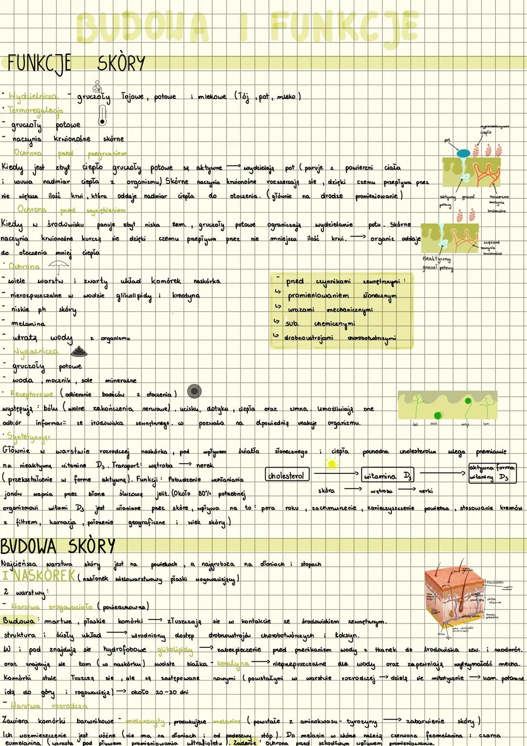 # BUDOWA I FUNKCJE
FUNKCJE SKORY
- hydzielnicza gruczoły Tojowe, potowe i mlekowe (Toj pot, mieko)
- Termoreg
- gruczoły potowe
nieaktywny