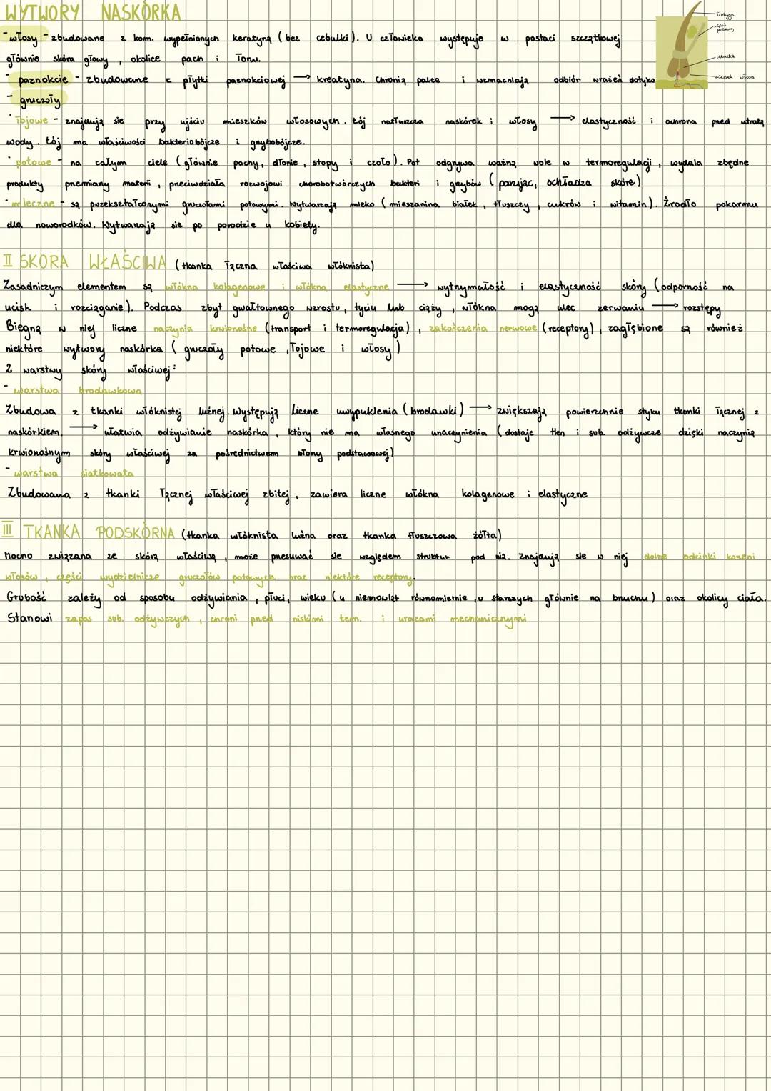 # BUDOWA I FUNKCJE
FUNKCJE SKORY
- hydzielnicza gruczoły Tojowe, potowe i mlekowe (Toj pot, mieko)
- Termoreg
- gruczoły potowe
nieaktywny