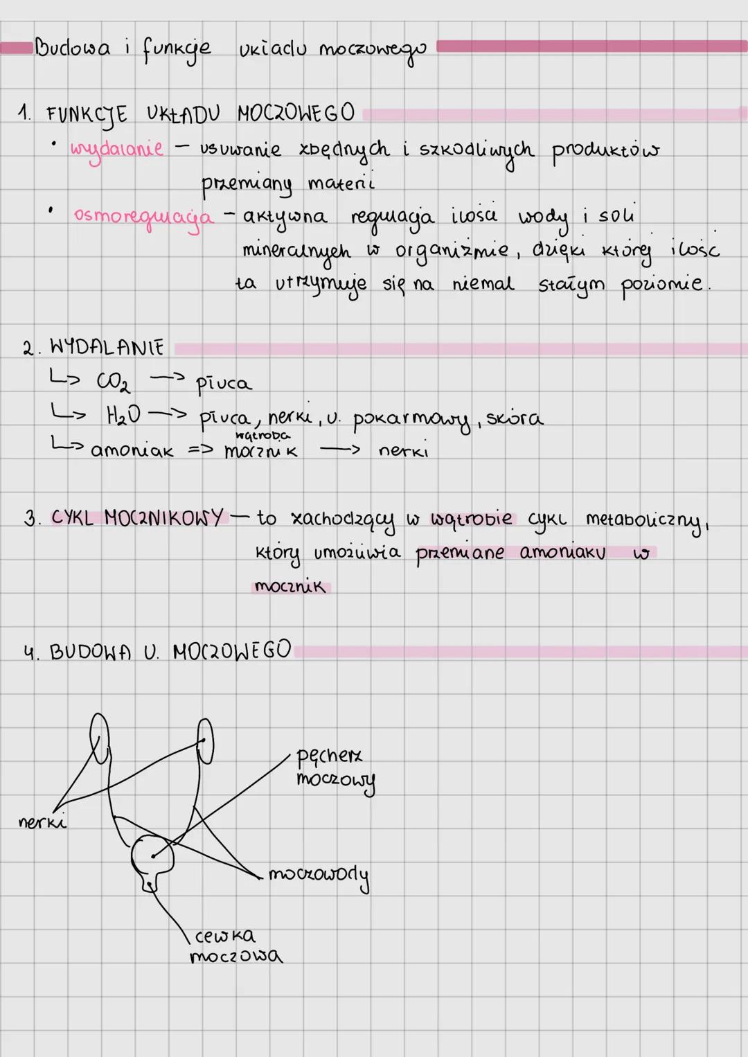 Budowa i funkcje ukiacu moczowego
1. FUNKCJE UKŁADU MOCZOWEGO
wydalanie - usuwanie zbędnych i szkodliwych produktów.
przemiany materii
osmor