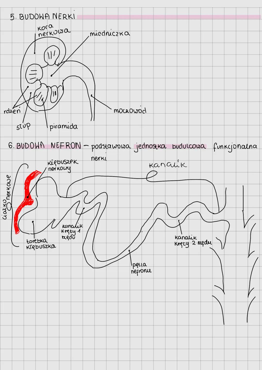 Budowa i funkcje ukiacu moczowego
1. FUNKCJE UKŁADU MOCZOWEGO
wydalanie - usuwanie zbędnych i szkodliwych produktów.
przemiany materii
osmor