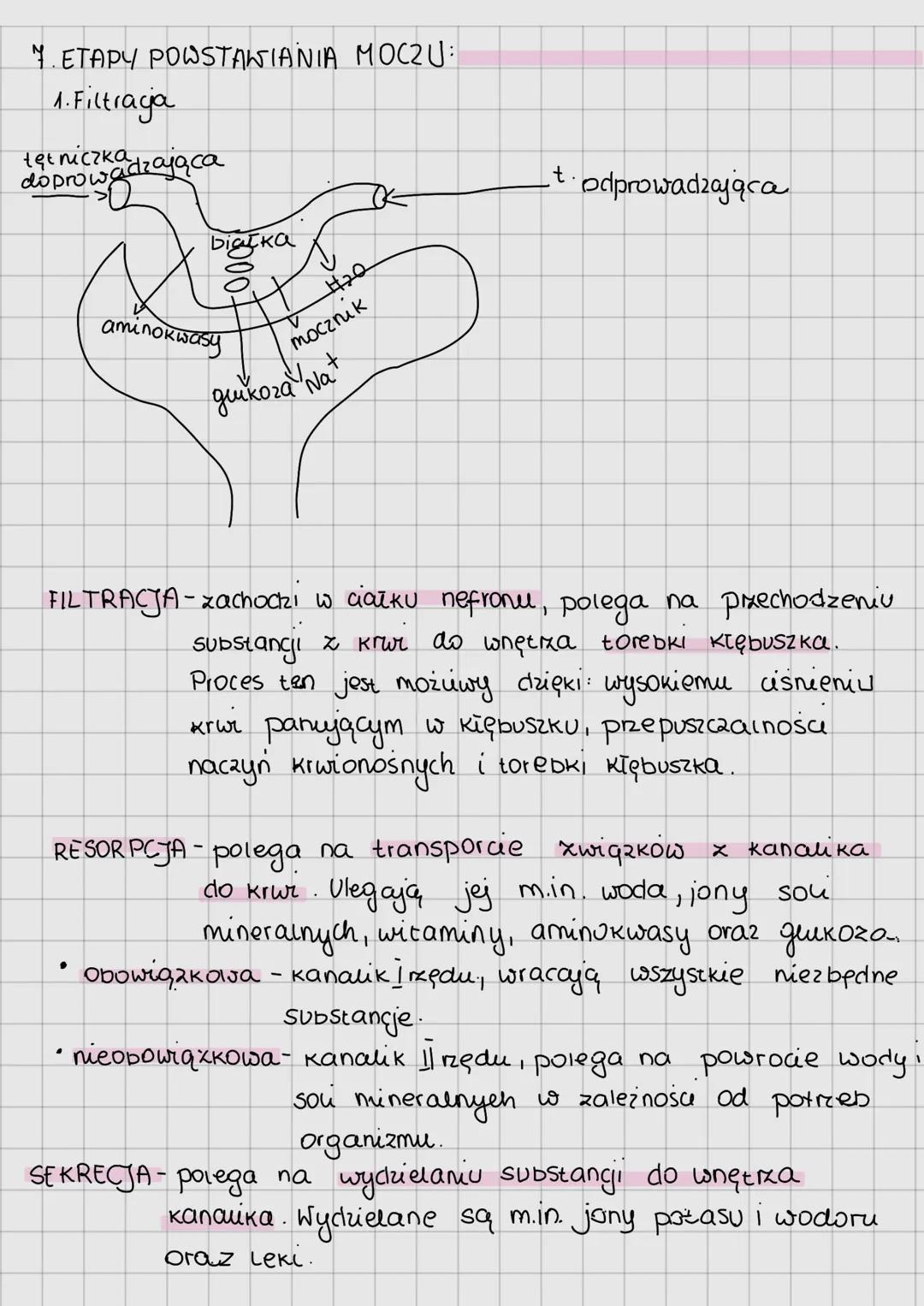 Budowa i funkcje ukiacu moczowego
1. FUNKCJE UKŁADU MOCZOWEGO
wydalanie - usuwanie zbędnych i szkodliwych produktów.
przemiany materii
osmor