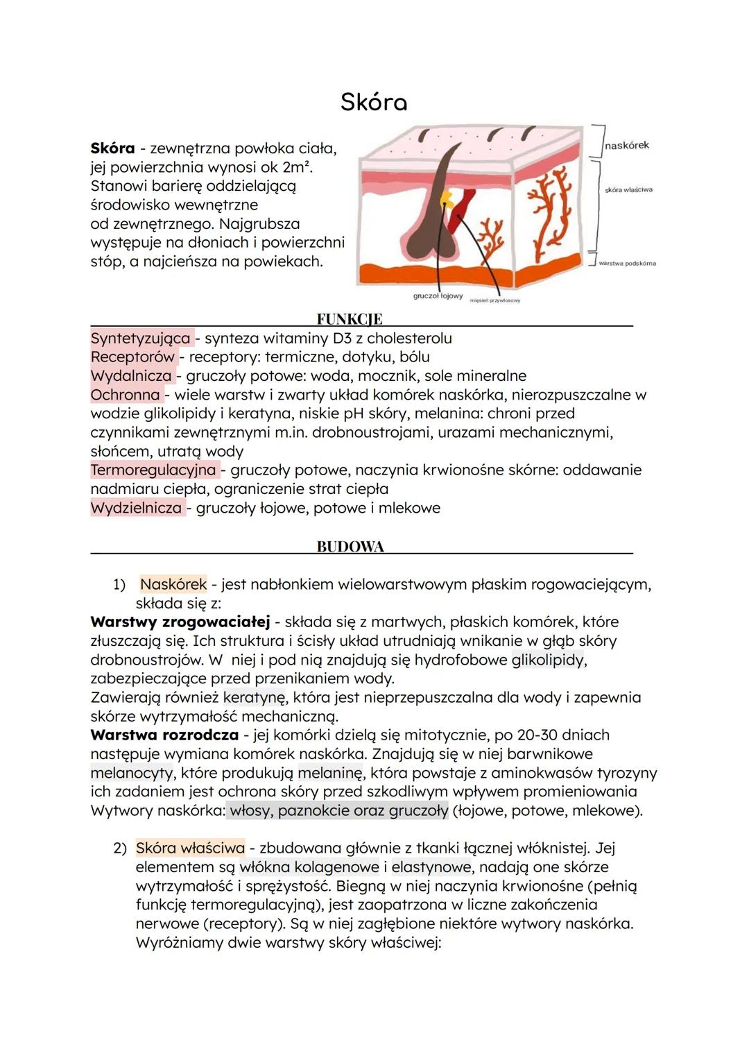 Skóra - zewnętrzna powłoka ciała,
jej powierzchnia wynosi ok 2m².
Stanowi barierę oddzielającą
środowisko wewnętrzne
od zewnętrznego. Najgru