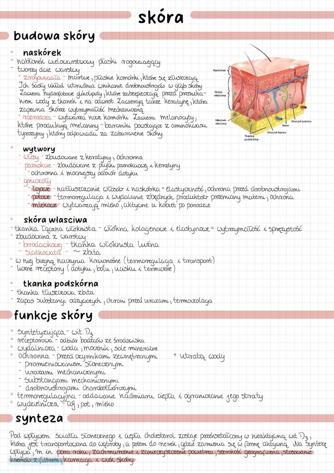 # skóra
# budowa skóry
naskórek
- habłonek wielowarstwowy płaski rogowaciejący
- tworzy dwie warstawy
- Zrogawaciata - martwe, płaskie kom