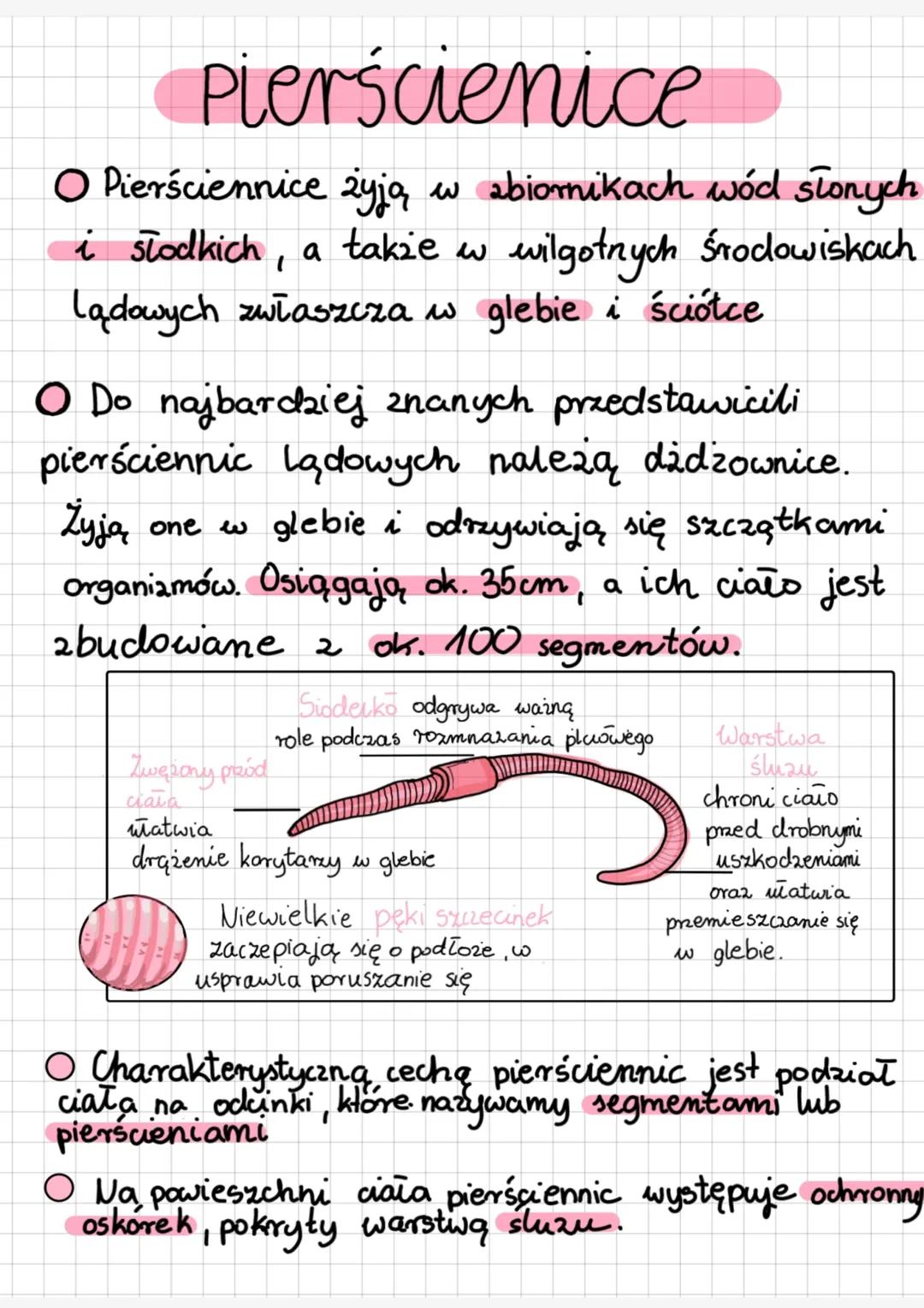 # Pierścienice
O Pierściennice żyją w zbiornikach wód słonych
i słodkich, a także w wilgotnych środowiskach
lądowych zwłaszcza w glebie i ś