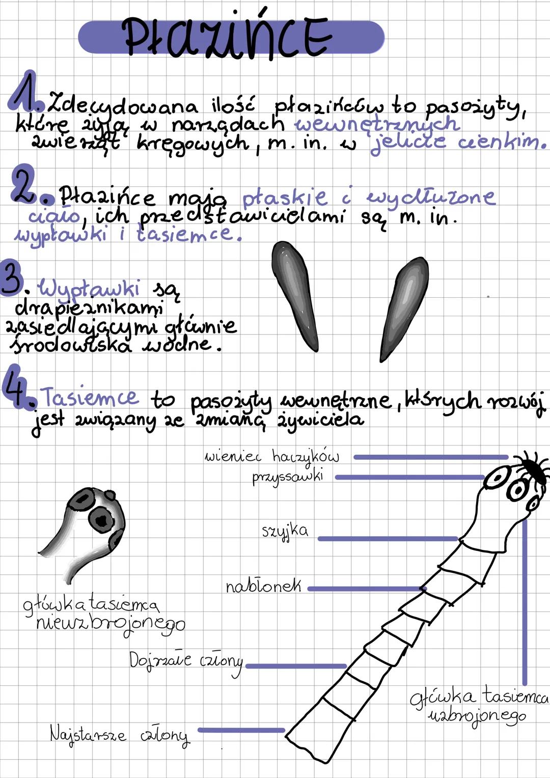 # PlazinCE
1. Zdecydowana ilość płazińców to pasożyty,
które zuja
zyfor w narzędach wewnetranych cienkim.
zwie nat kręgowych, m.in. w jelic