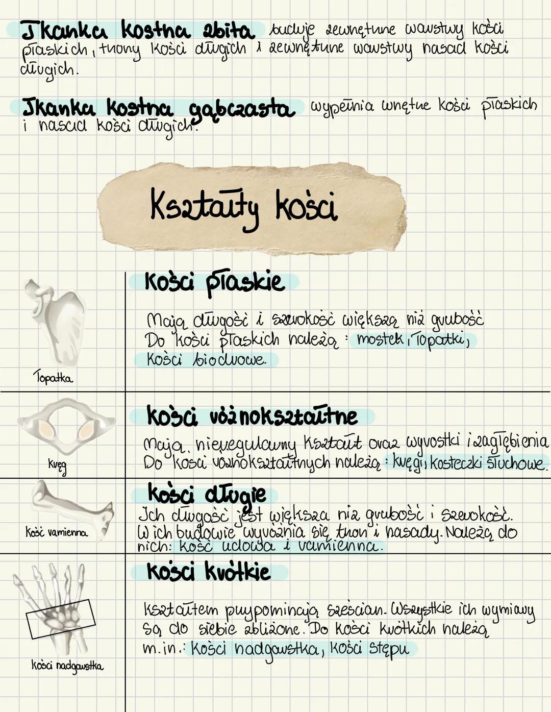 # UKŁAD RUCHU
Ruch u zwierząt
| Ruch neskowy | Ruch mięśniowy |
| ----------- | ----------- |
| • vuch nesek i wici | • skurcze Komovek n