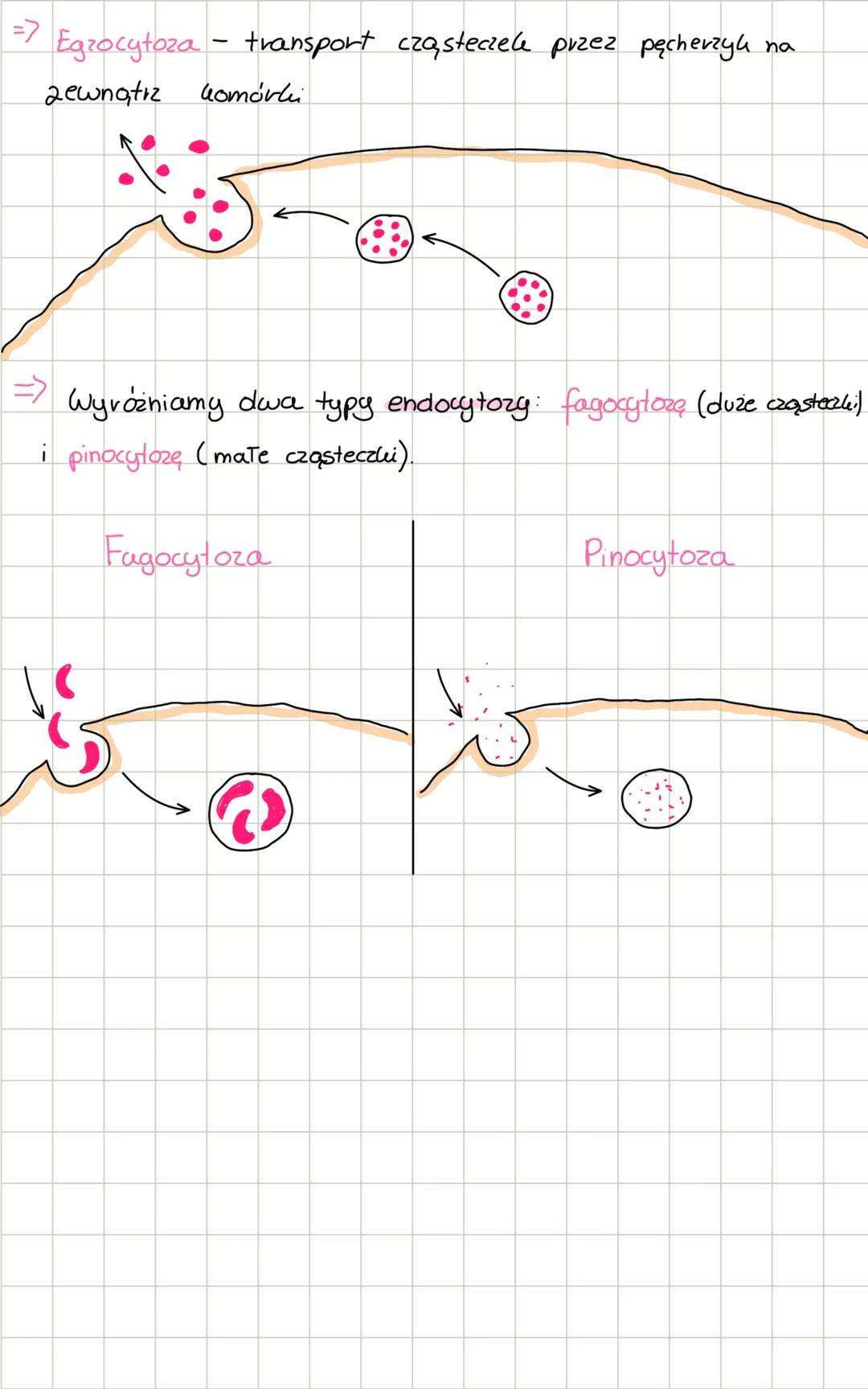 Essologia
Bouclowa
fosfolipid
bialho integralne
Stony
fromórkowe
globali as
transblonowe
cholesterol
glilolipid
biatlo
integralne
biaTho
pow