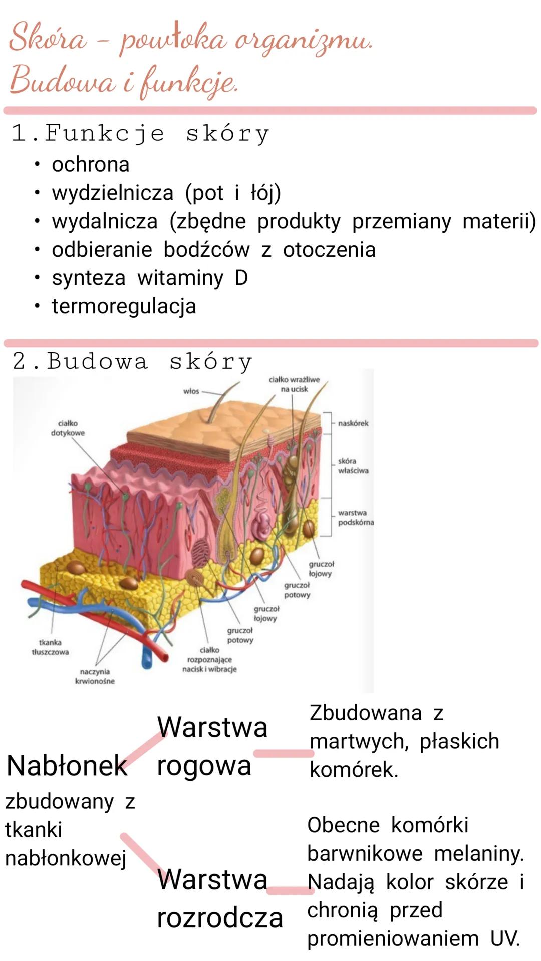 Skóra - powłoka organizmu.
Budowa i funkcje.
1. Funkcje skóry
*   ochrona
*   wydzielnicza (pot i łój)
*   wydalnicza (zbędne produkty prze