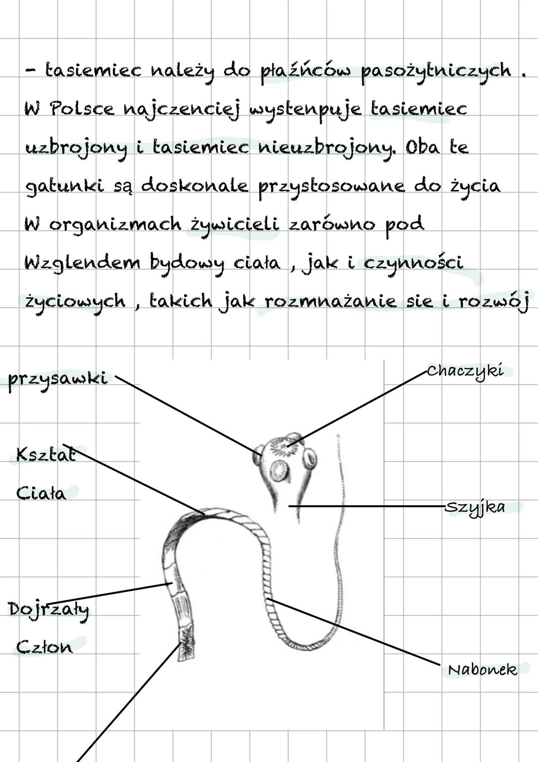 # Tasiemiec
- Gdzie żyją?
Tasiemic żyje w jelicie cienkim
człowieka. Prowadzą one pasożytniczy tryb
życi. Posiadają one oskórek który chro