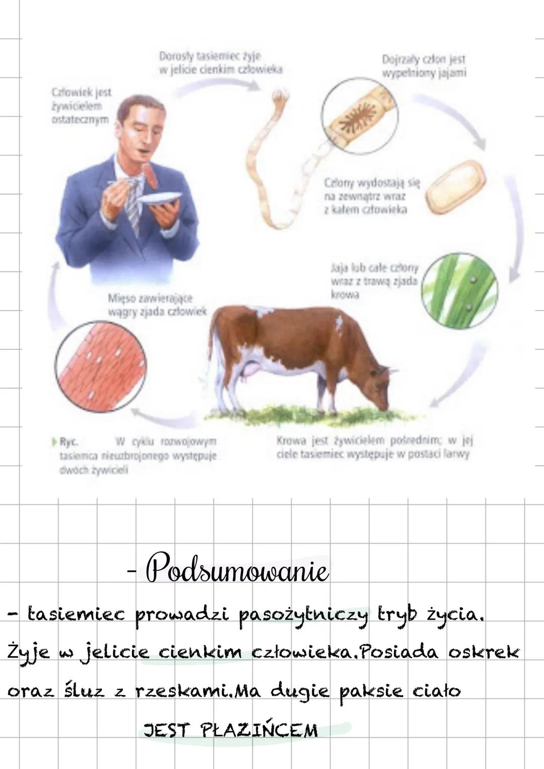 # Tasiemiec
- Gdzie żyją?
Tasiemic żyje w jelicie cienkim
człowieka. Prowadzą one pasożytniczy tryb
życi. Posiadają one oskórek który chro