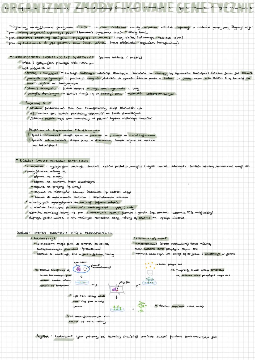 angan
my zmodyfikowane sine
д
g
• Organizmy zmodyfikowane genetycnie (GMO) - ich cechy diedricue zostały zmienione wskutek ingevenyi w mater
