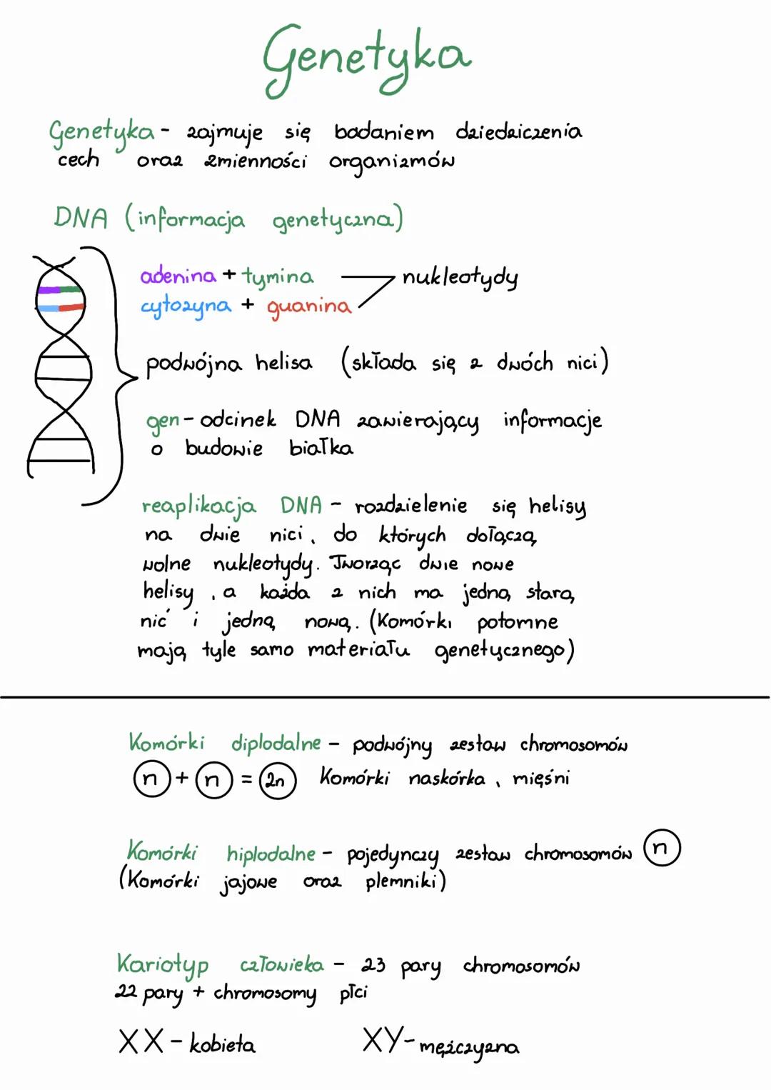# Genetyka
Genetyka zajmuje się badaniem dziedaiczenia
cech oraz zmienności organizmów
DNA (informacja genetyczna)
IXIXIX
adenina + tymi