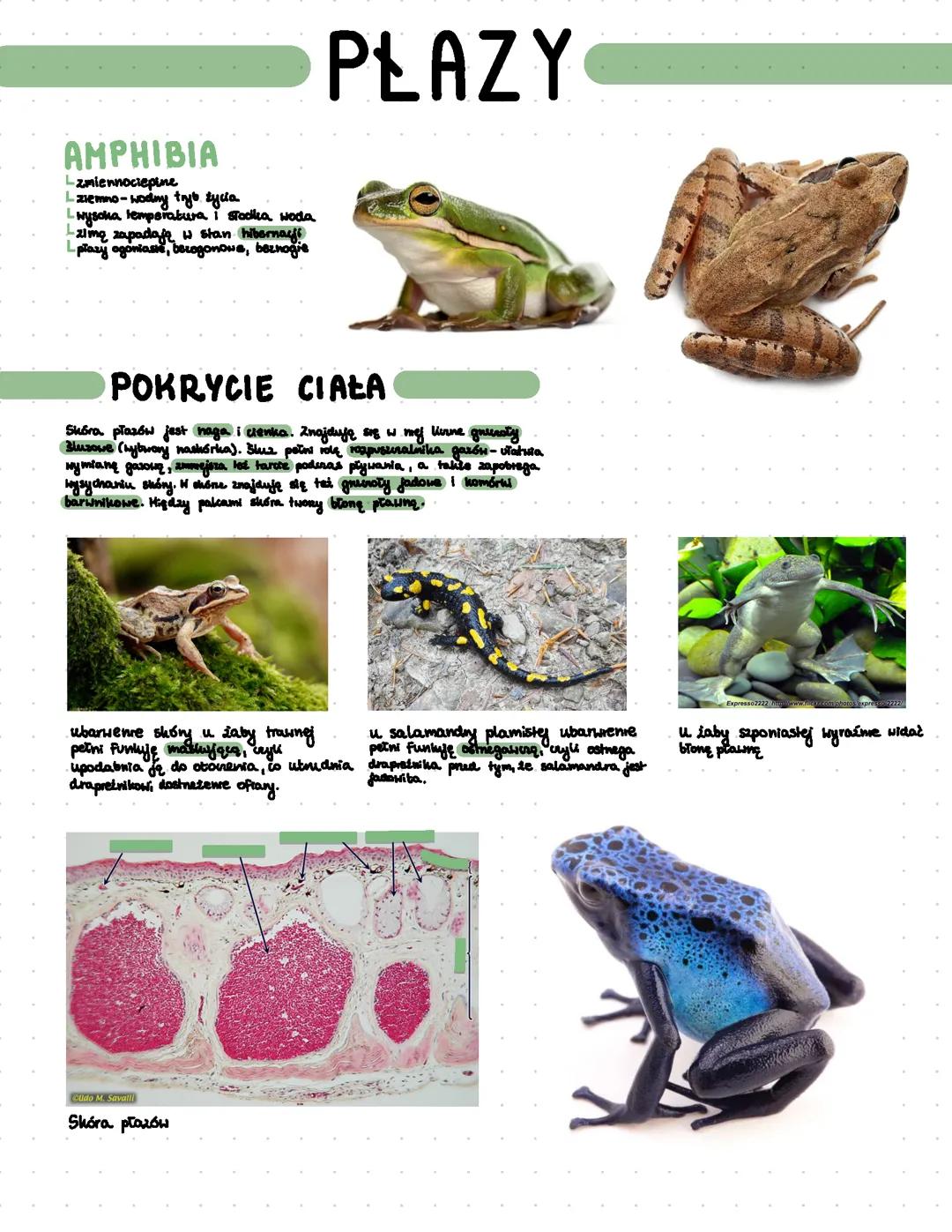 Płazy - kręgowce dwuśrodowiskowe