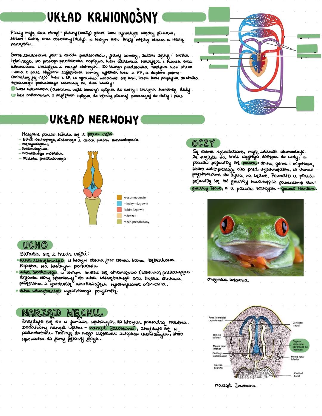 AMPHIBIA
Lzmiennocieplne
Lziemno-wodny tryb życia
Lwysoka temperatura i Stochka woda
121mą zapadają w stan hibernaci
Lpiazy ogoniasie, bezog