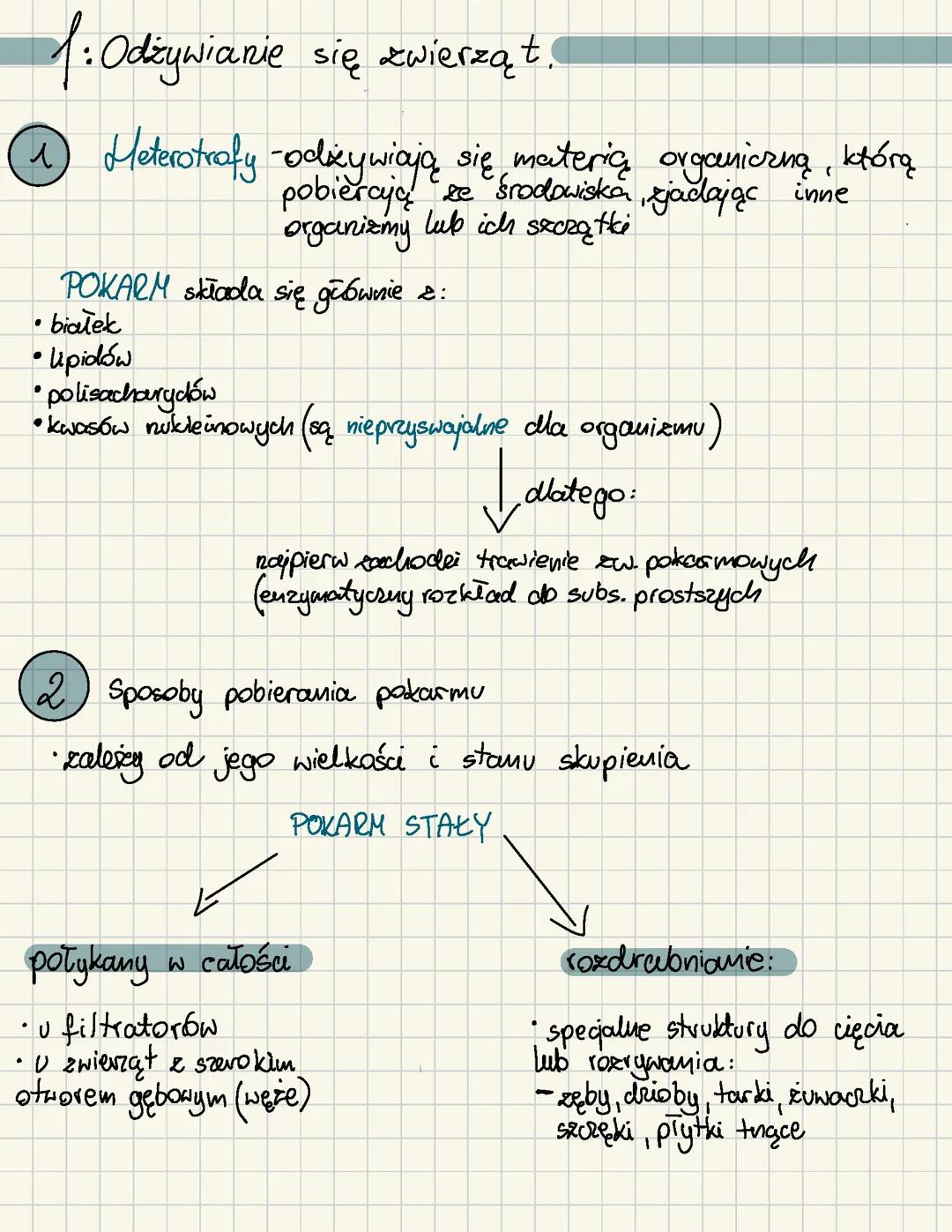 Odżywianie się zwierząt