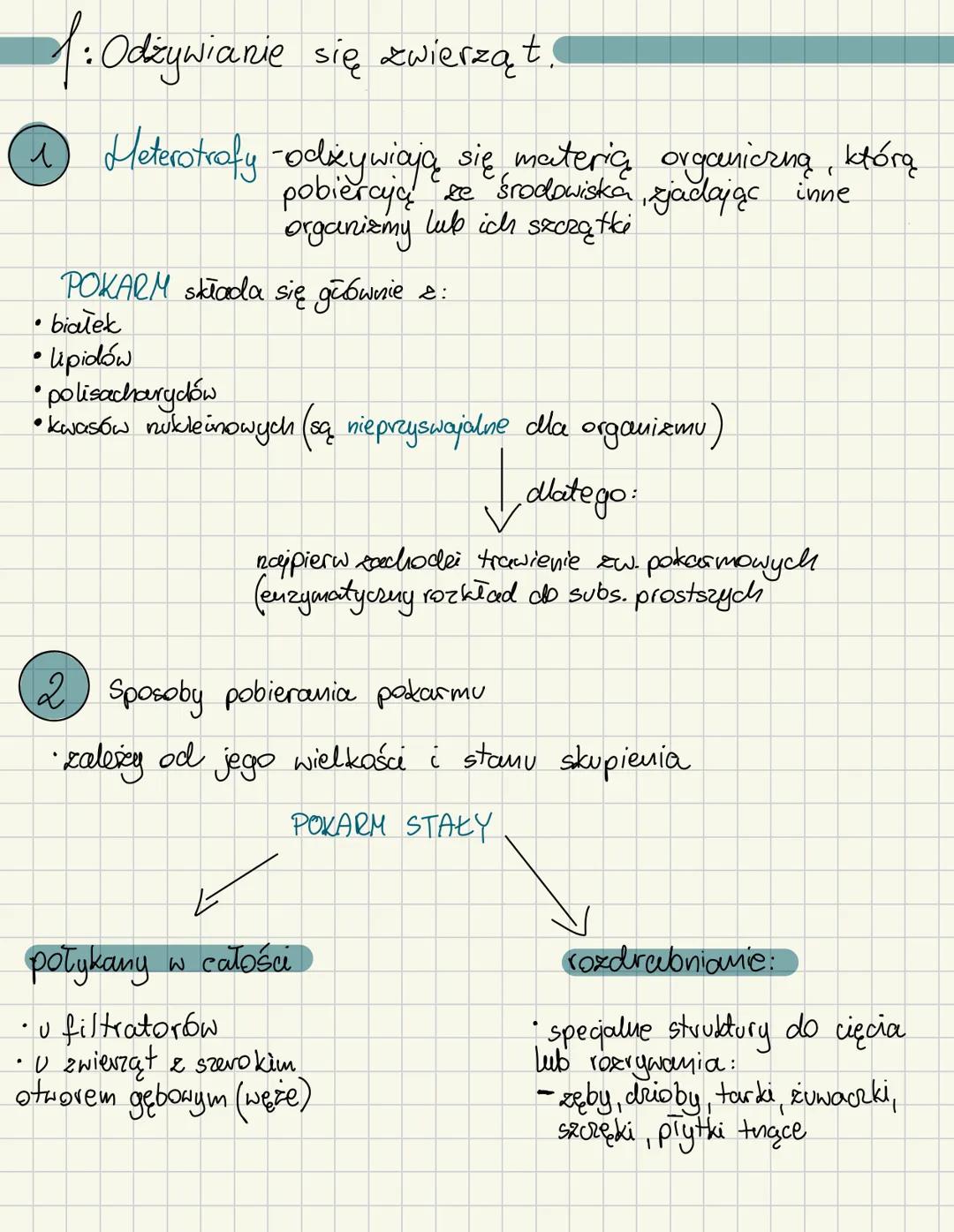 f: Odżywianie się zwierząt.
1 Meterotrofy -odżywiają się materia organiczną, którą
pobierają ze środowiska, zjadając inne
organizmy lub ich