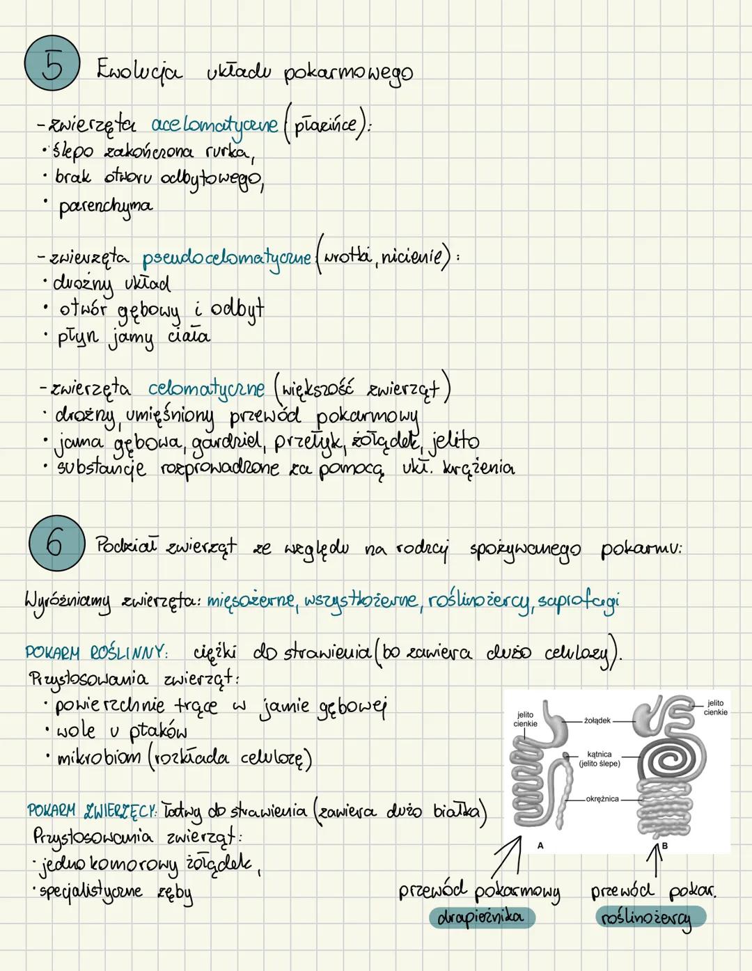 f: Odżywianie się zwierząt.
1 Meterotrofy -odżywiają się materia organiczną, którą
pobierają ze środowiska, zjadając inne
organizmy lub ich