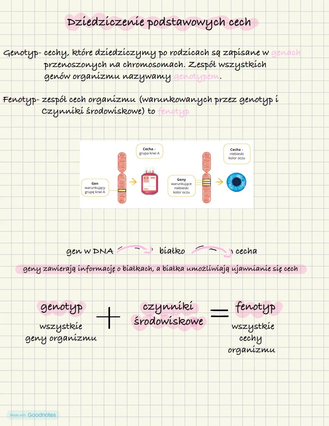 Dziedziczenie podstawowych cech
Genotyp- cechy, które dziedziczymy po rodzicach są zapisane w genach
przenoszonych na chromosomach. Zespół