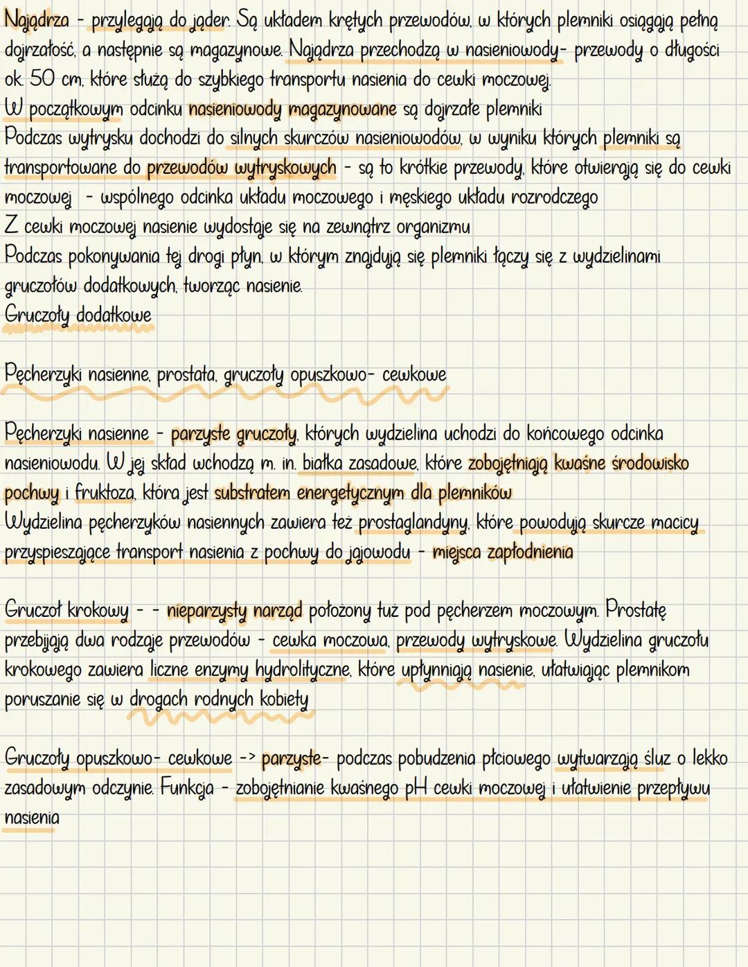 Budowa i bunkcje męskich narządów rozrodczych
Męski układ rozrodczy odpowiada za:
- wytwarzanie gamet męskich - plemników
- wprowadzenie p