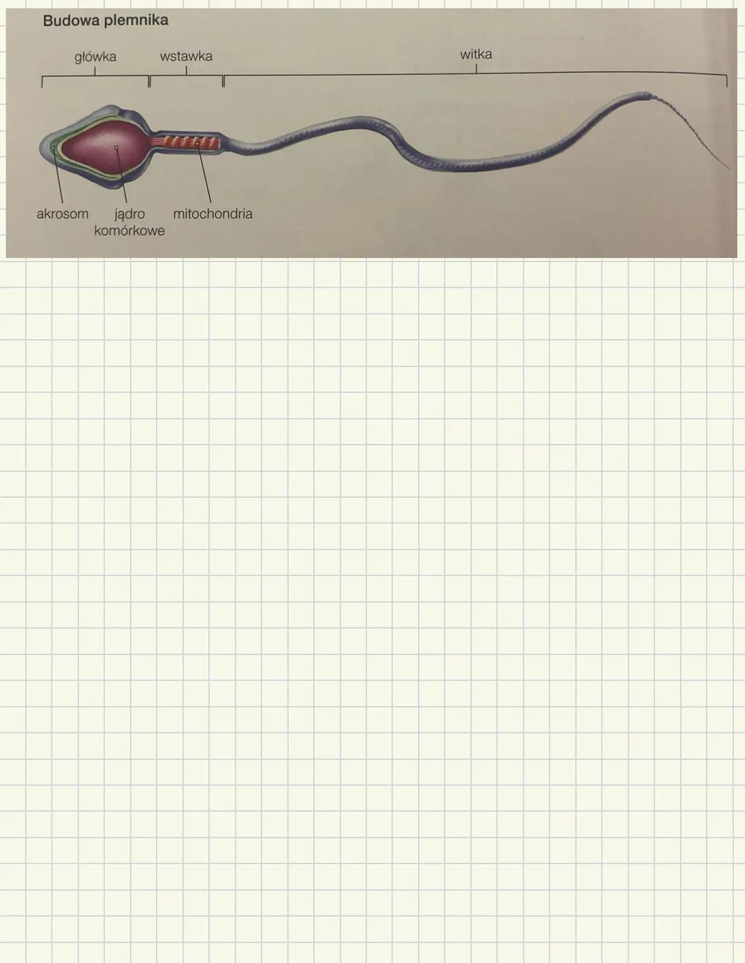 Budowa i bunkcje męskich narządów rozrodczych
Męski układ rozrodczy odpowiada za:
- wytwarzanie gamet męskich - plemników
- wprowadzenie p