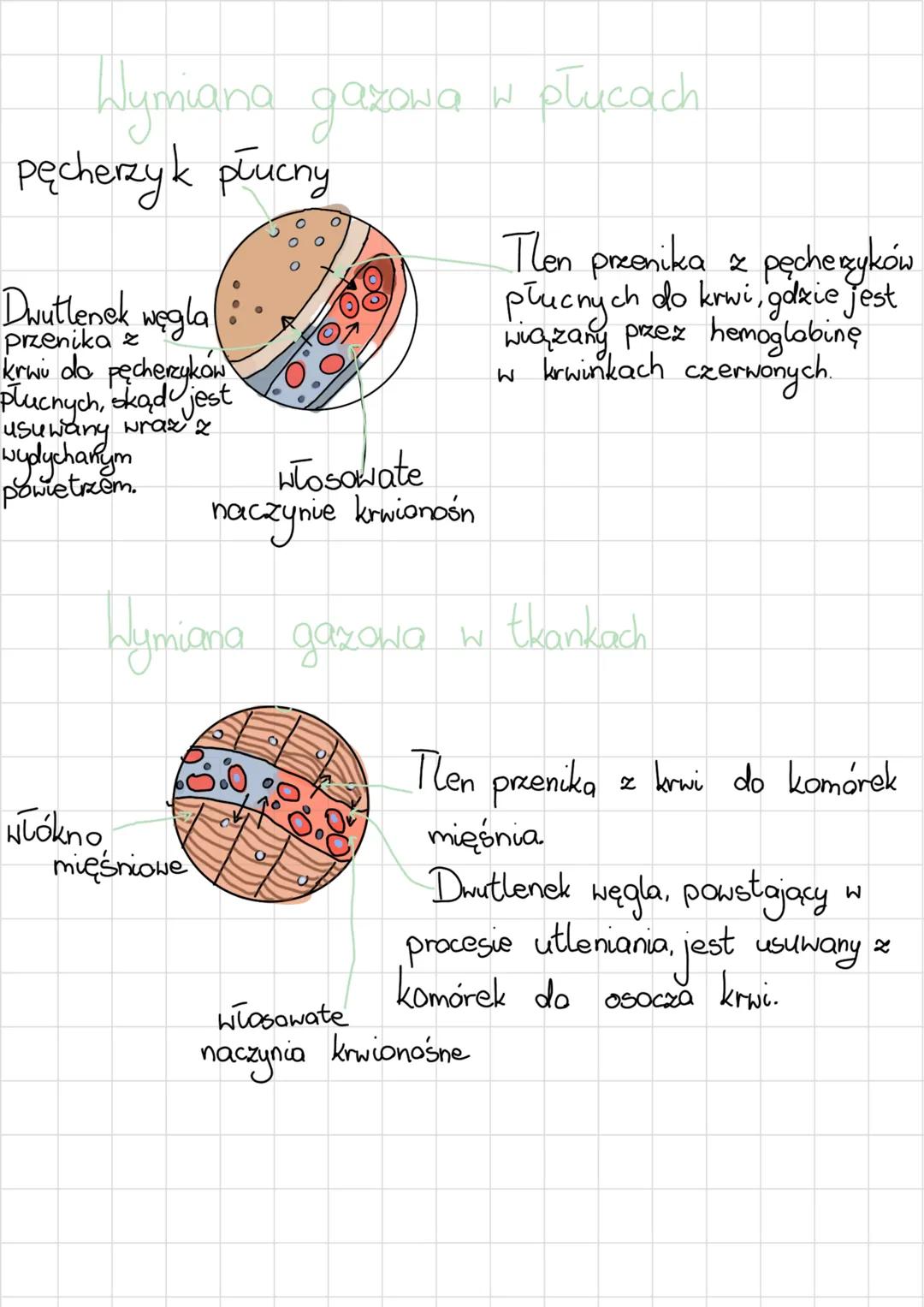 # układ oddechowy
Budowa i rola
@jama nosowa
@jama ustna
@nagłośnia gardia
krtań
tchawica
Oskrzele
pluco
Oskrelik
Dragi oddechowe