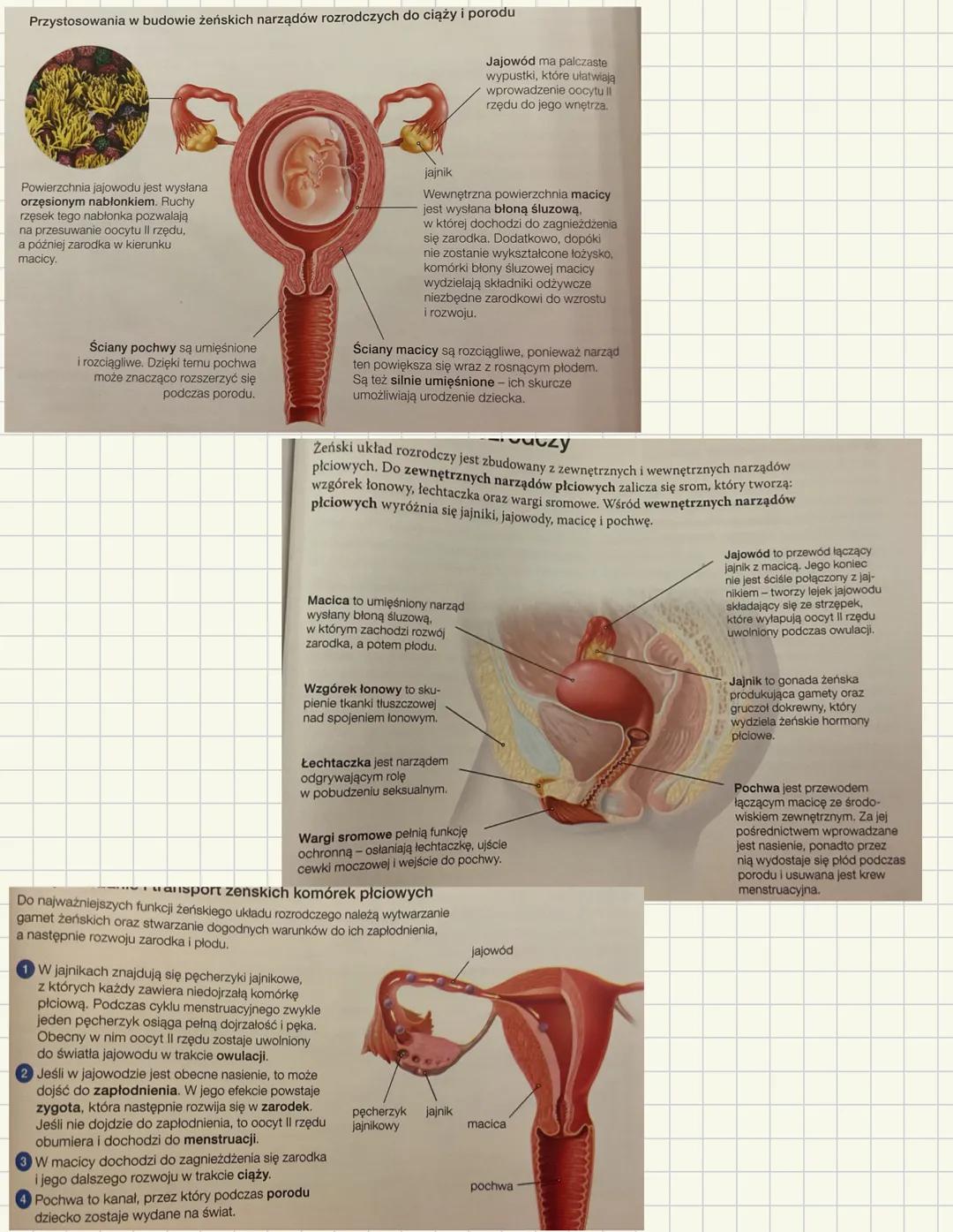 # Budowa i bunkcje żeńskich narządów rozrodczych
Funkcje, które pełni żeńskich układ rozrodczy podczas rozmnażania
* produkcja gamet żeńs