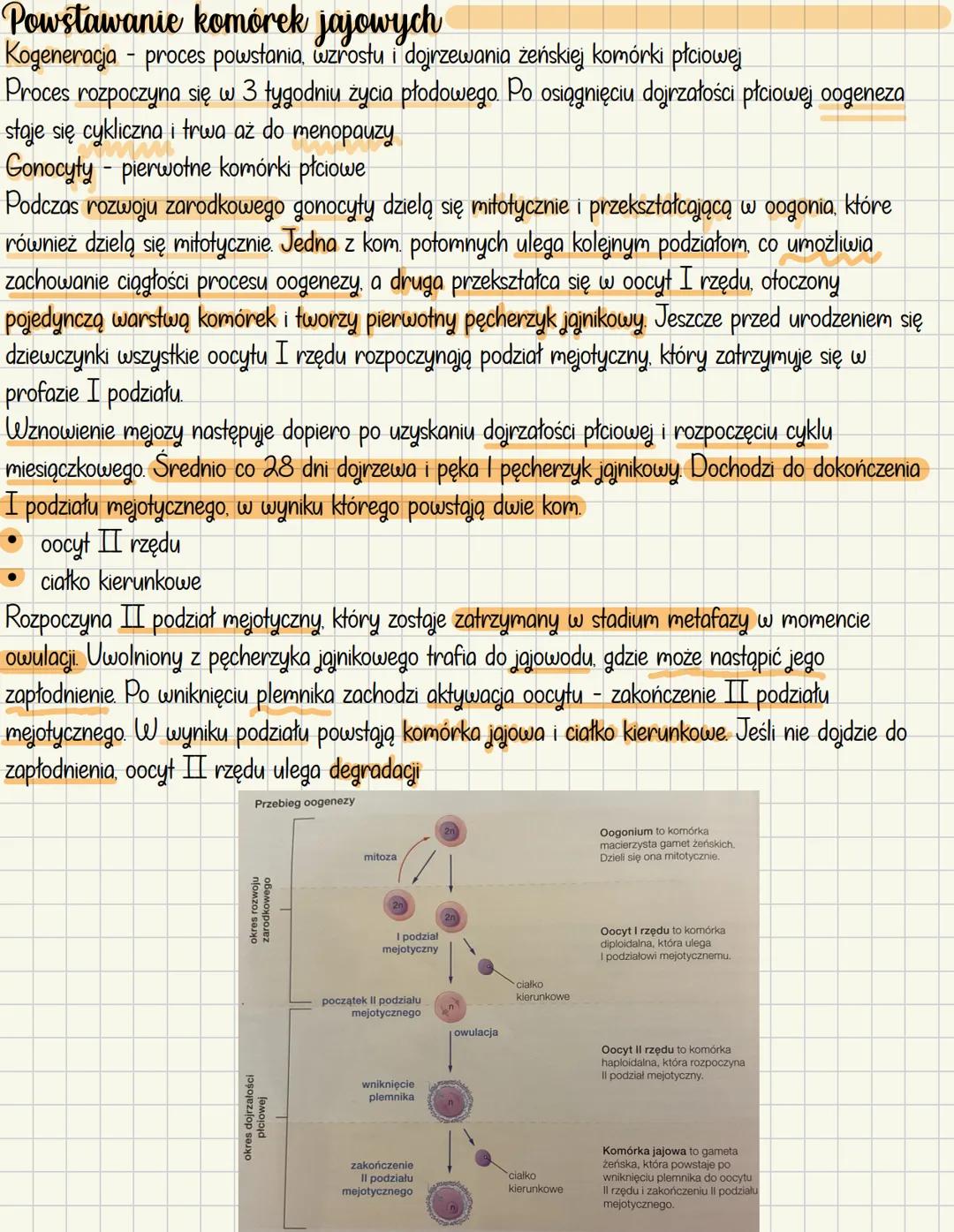 # Budowa i bunkcje żeńskich narządów rozrodczych
Funkcje, które pełni żeńskich układ rozrodczy podczas rozmnażania
* produkcja gamet żeńs