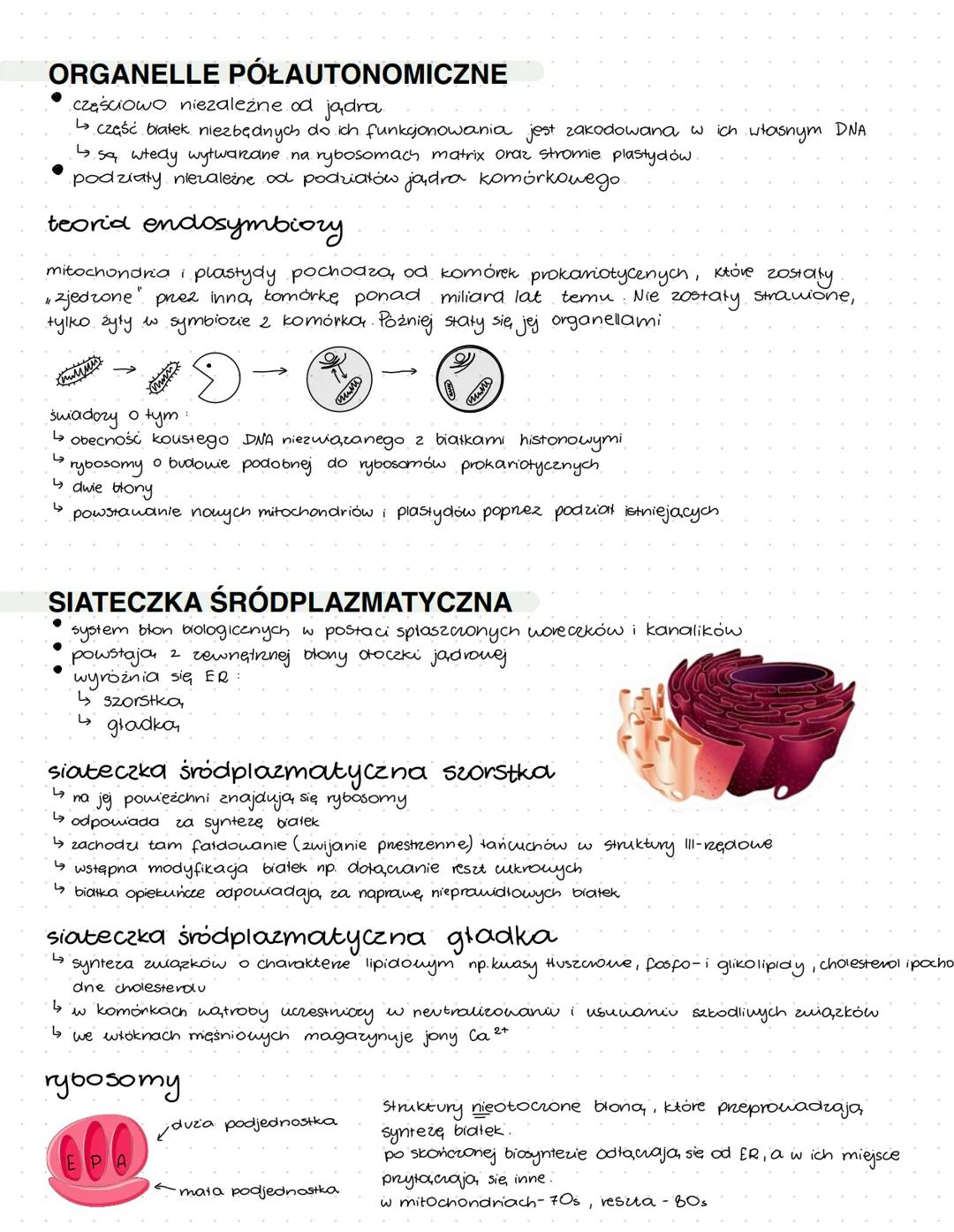 Komórka
Podziałorganizmów:
• organizmy jednokomórkowe (bakterie, protisty, grzyby, rośliny pierwotnie wodne
• Formy kolonijne (bakterie, pro