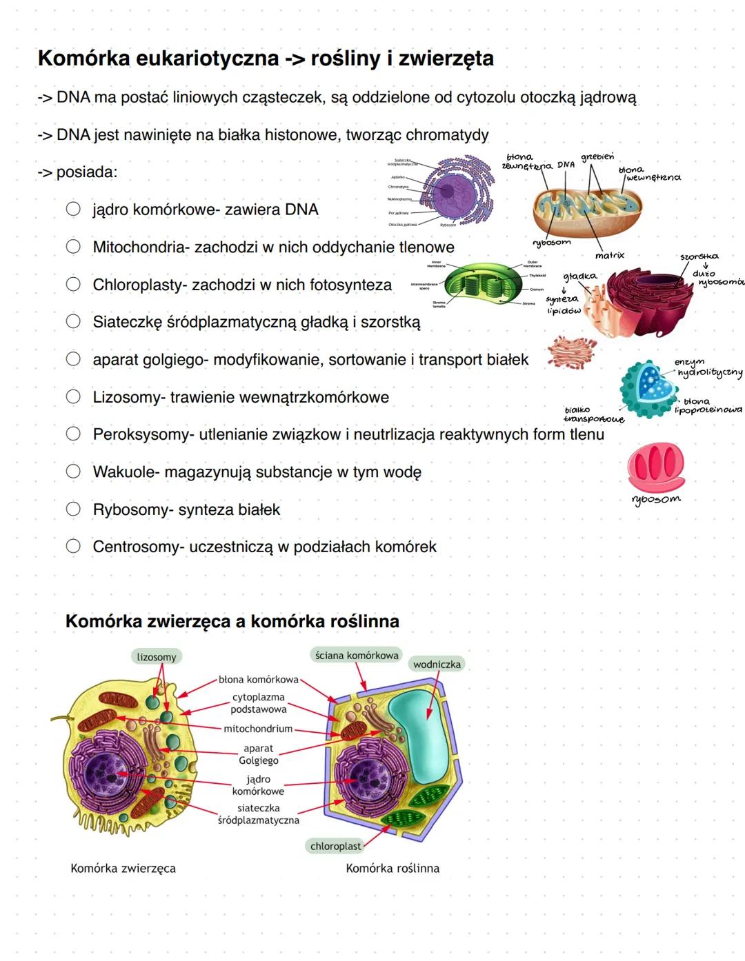 Komórka
Podziałorganizmów:
• organizmy jednokomórkowe (bakterie, protisty, grzyby, rośliny pierwotnie wodne
• Formy kolonijne (bakterie, pro