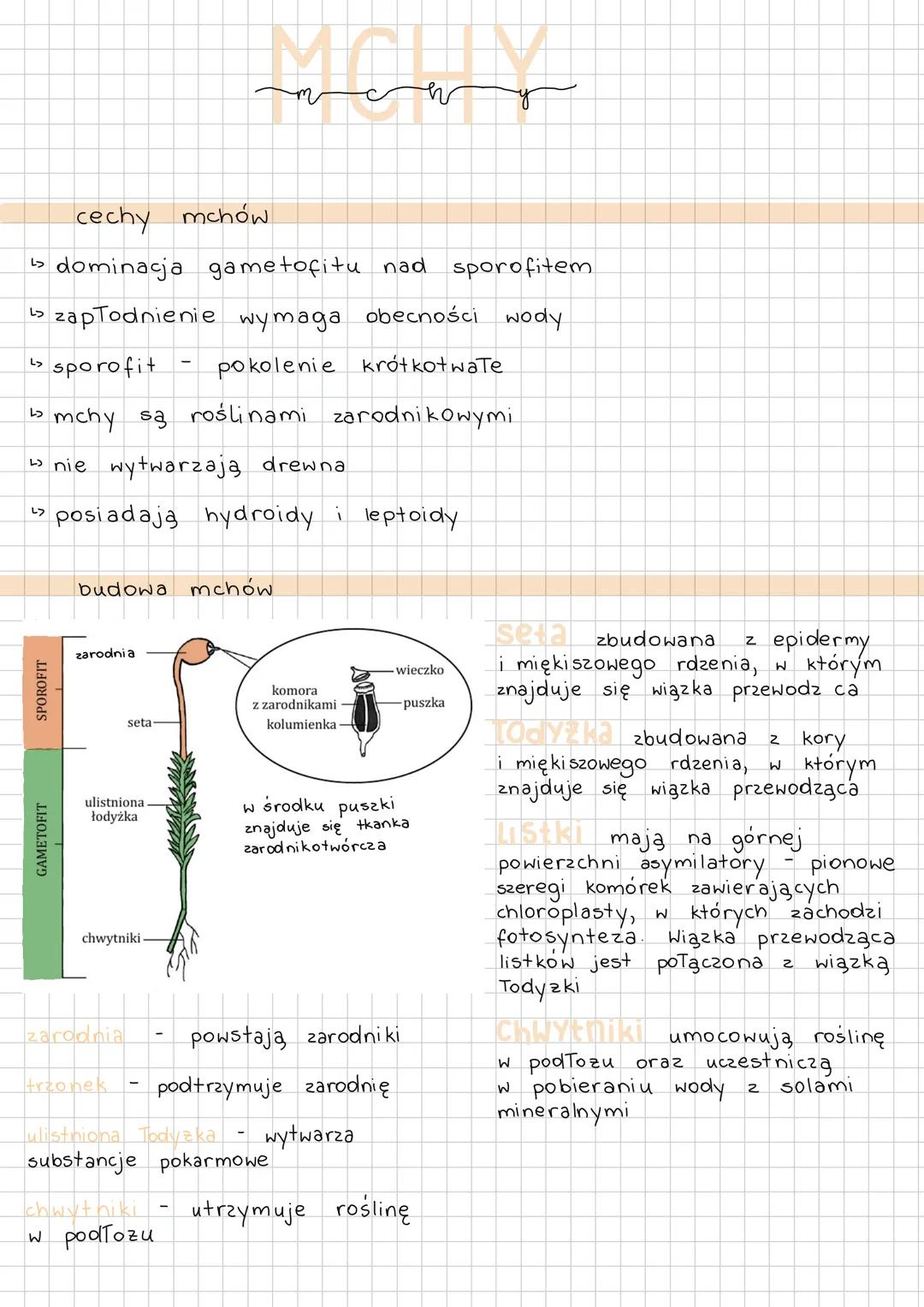 cechy mchów
↳ dominacja gametofitu nad sporofitem
↳ zapłodnienie wymaga obecności wody
sporofit
pokolenie krótkotwate
mchy są roślinami zaro