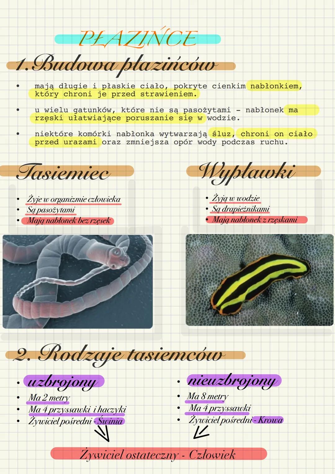PŁAZINCE
1. Budowa plazińców
•
.
mają długie i płaskie ciało, pokryte cienkim nabłonkiem,
który chroni je przed strawieniem.
u wielu gatunkó