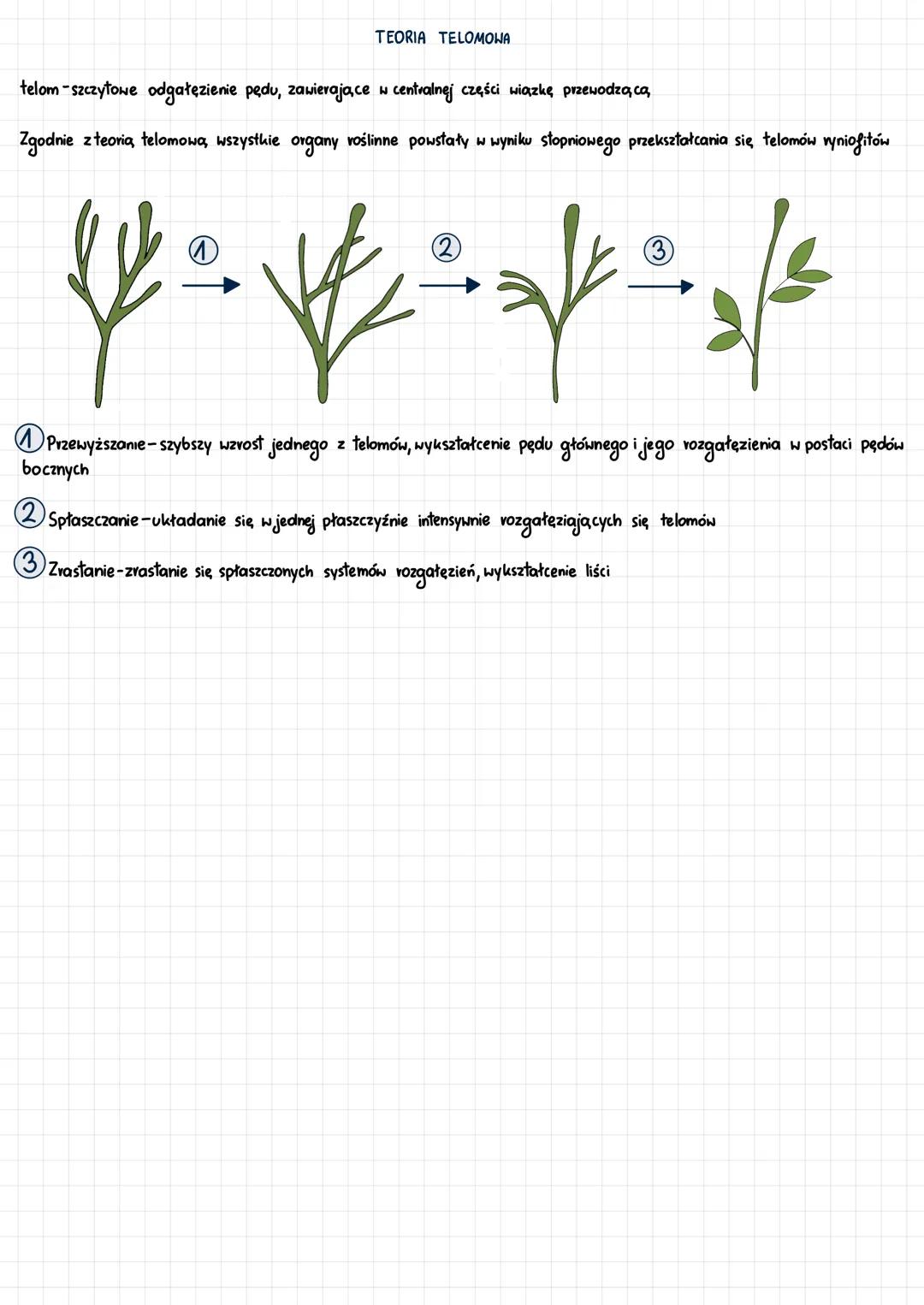 # GŁÓWNE KIERUNKI ROZWOJU ROŚLIN LĄDOWYCH
Pierwsze rośliny lądowe:
- pojawiły się w erze paleozoicznej
- wywodziły się z grup ramienicowych