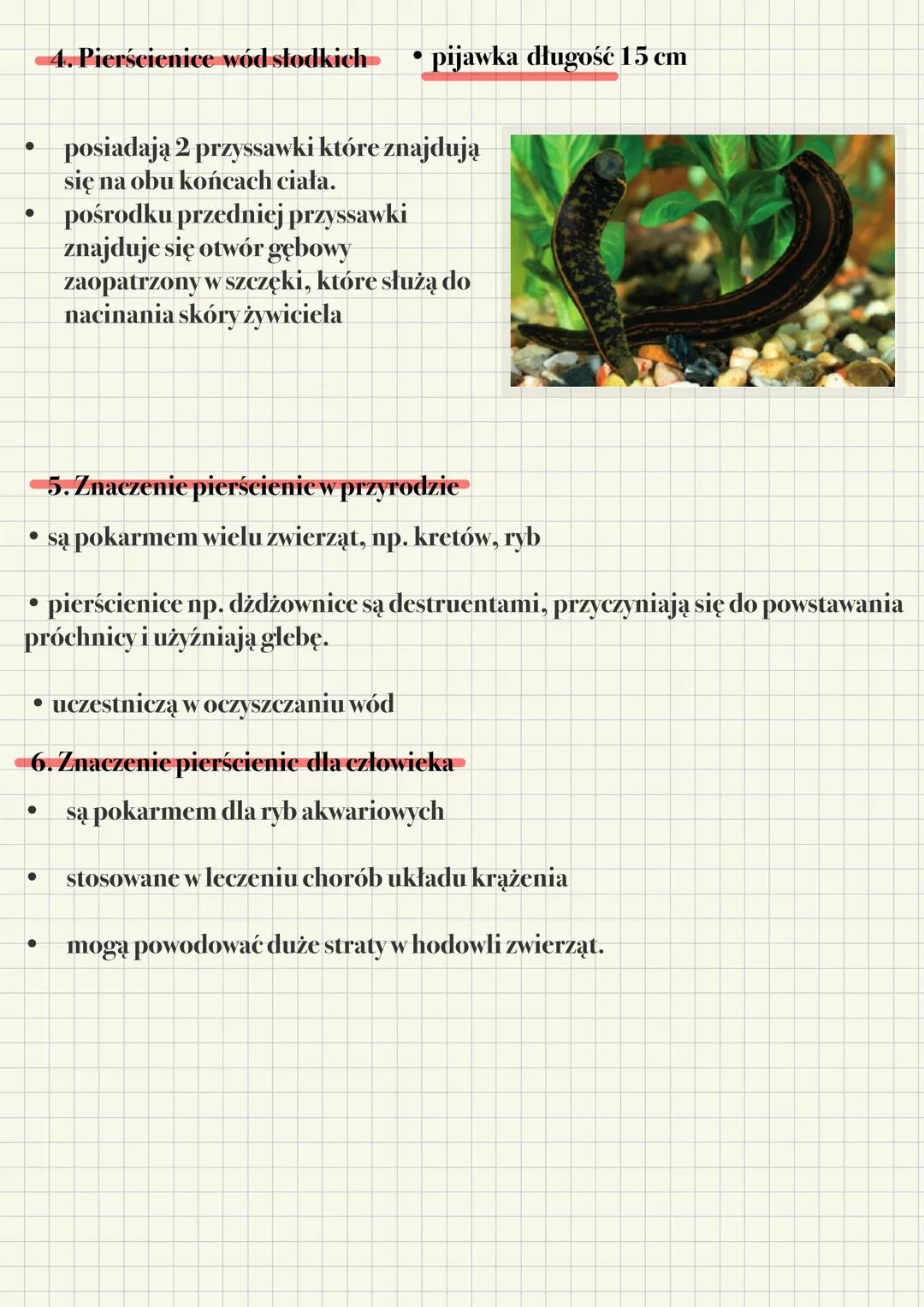 Pierścienice
1. Pierścienice
•
•
•
mają wydłużone, okrągłe, lekko spłaszczone ciało
które pokryte jest oskórkiem i śluzem
żyją w wodach i gl