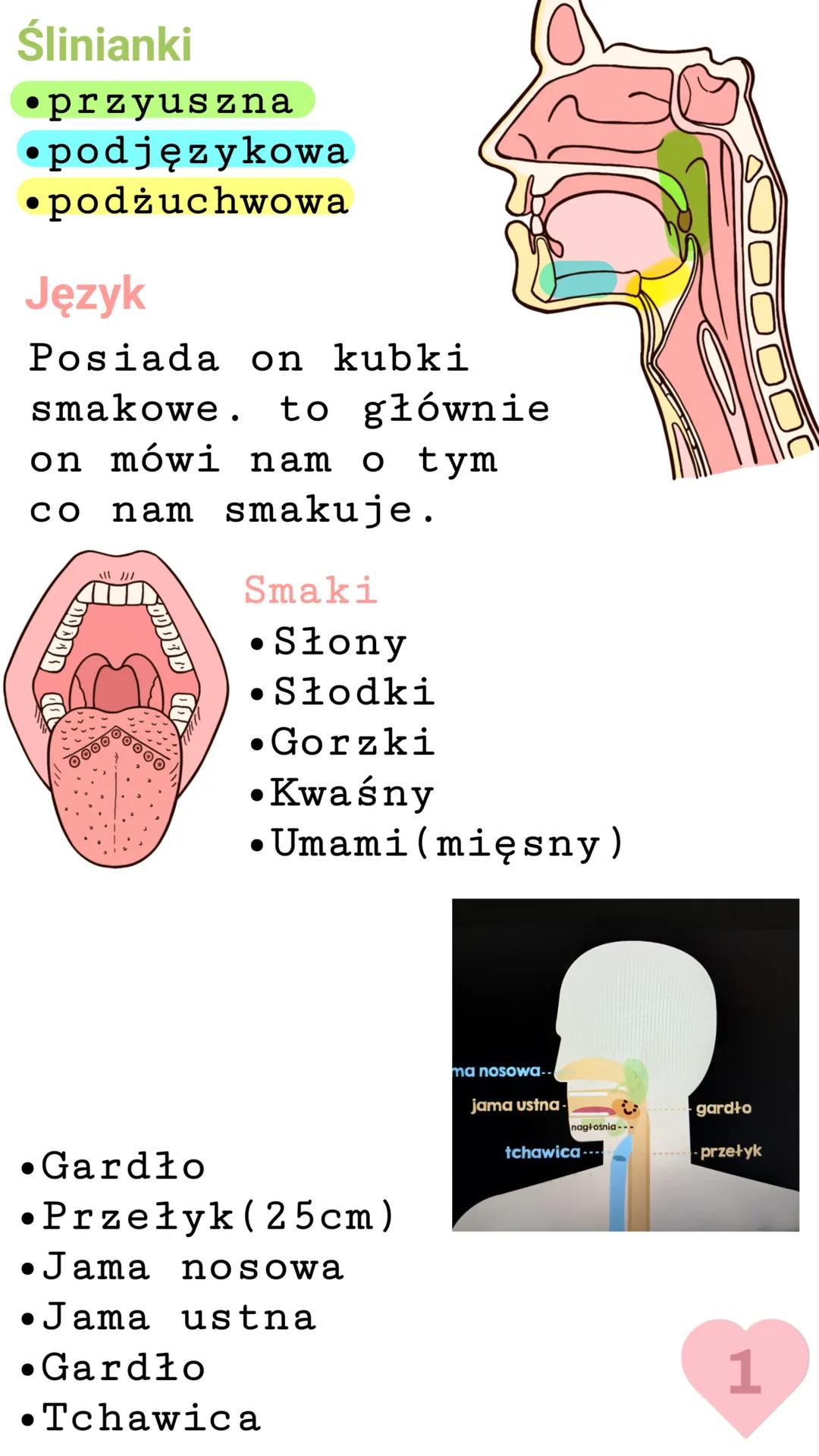 Ślinianki
* przyuszna
* podjęzykowa
* podżuchwowa
Język
Posiada on kubki
smakowe. to głównie
on mówi nam o tym
co nam smakuje.
ミ
ODDED U
0