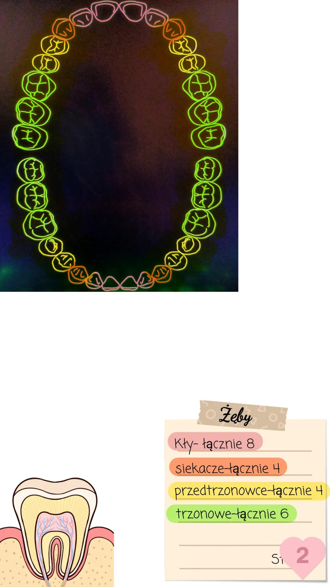 Ślinianki
* przyuszna
* podjęzykowa
* podżuchwowa
Język
Posiada on kubki
smakowe. to głównie
on mówi nam o tym
co nam smakuje.
ミ
ODDED U
0