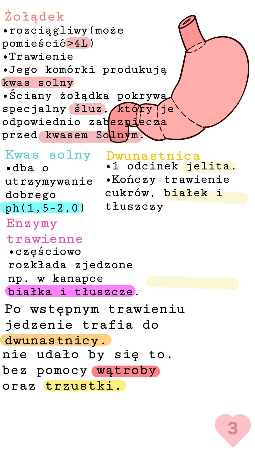 Ślinianki
* przyuszna
* podjęzykowa
* podżuchwowa
Język
Posiada on kubki
smakowe. to głównie
on mówi nam o tym
co nam smakuje.
ミ
ODDED U
0