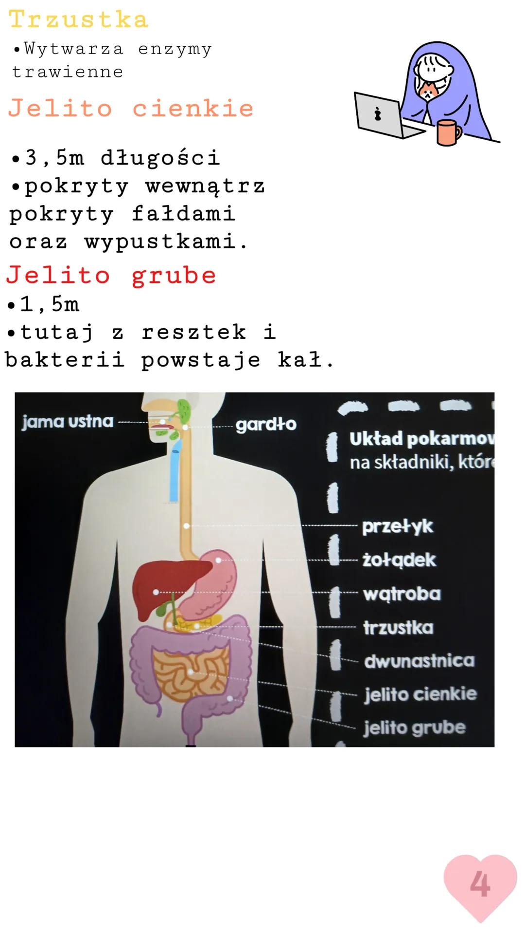 Ślinianki
* przyuszna
* podjęzykowa
* podżuchwowa
Język
Posiada on kubki
smakowe. to głównie
on mówi nam o tym
co nam smakuje.
ミ
ODDED U
0