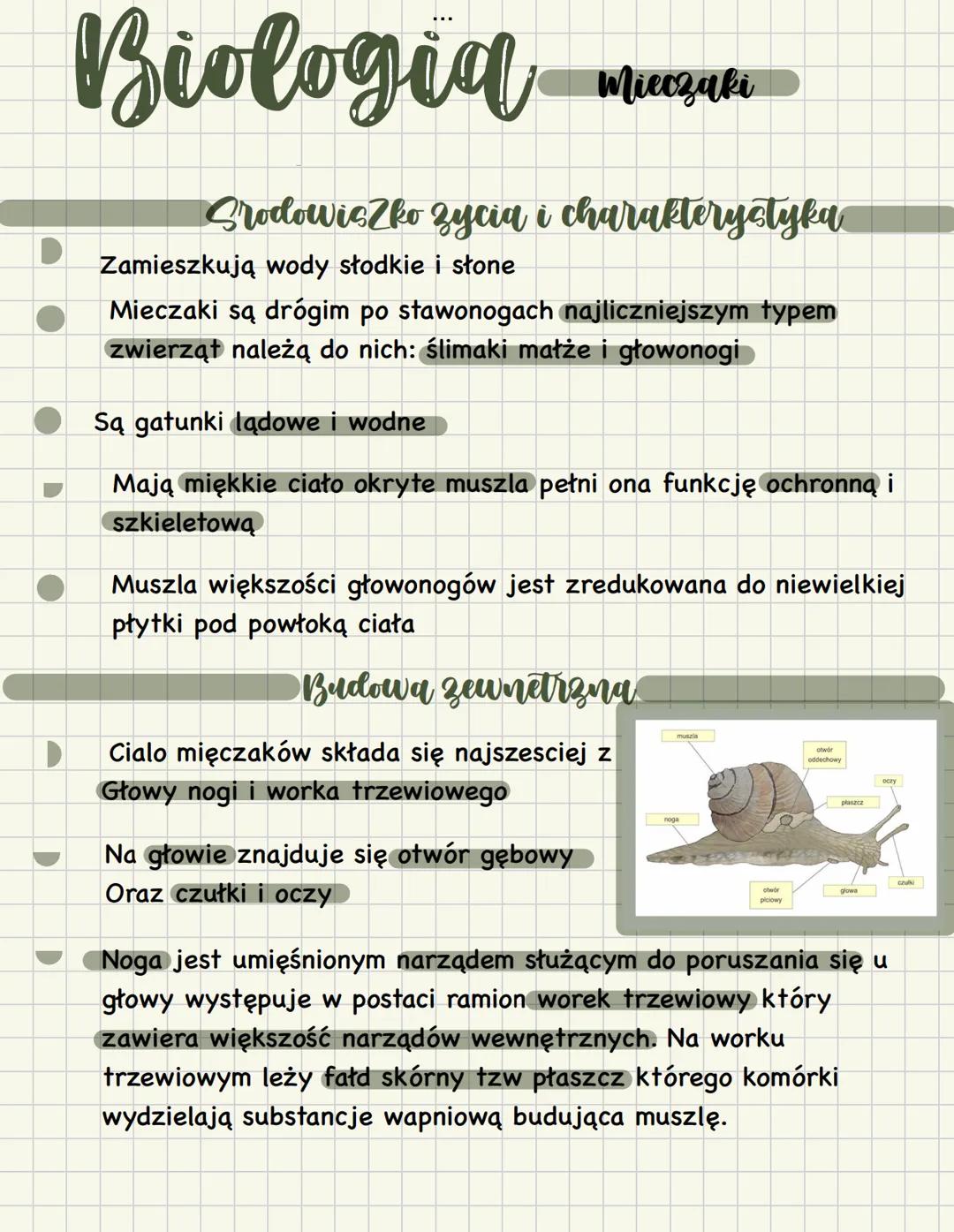 Biologia
Mieczaki
SrodowisZko zycia i charakterystyka
Zamieszkują wody słodkie i słone
Mieczaki są drogim po stawonogach najliczniejszym typ